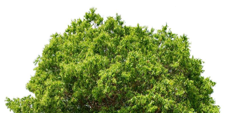 tree top
