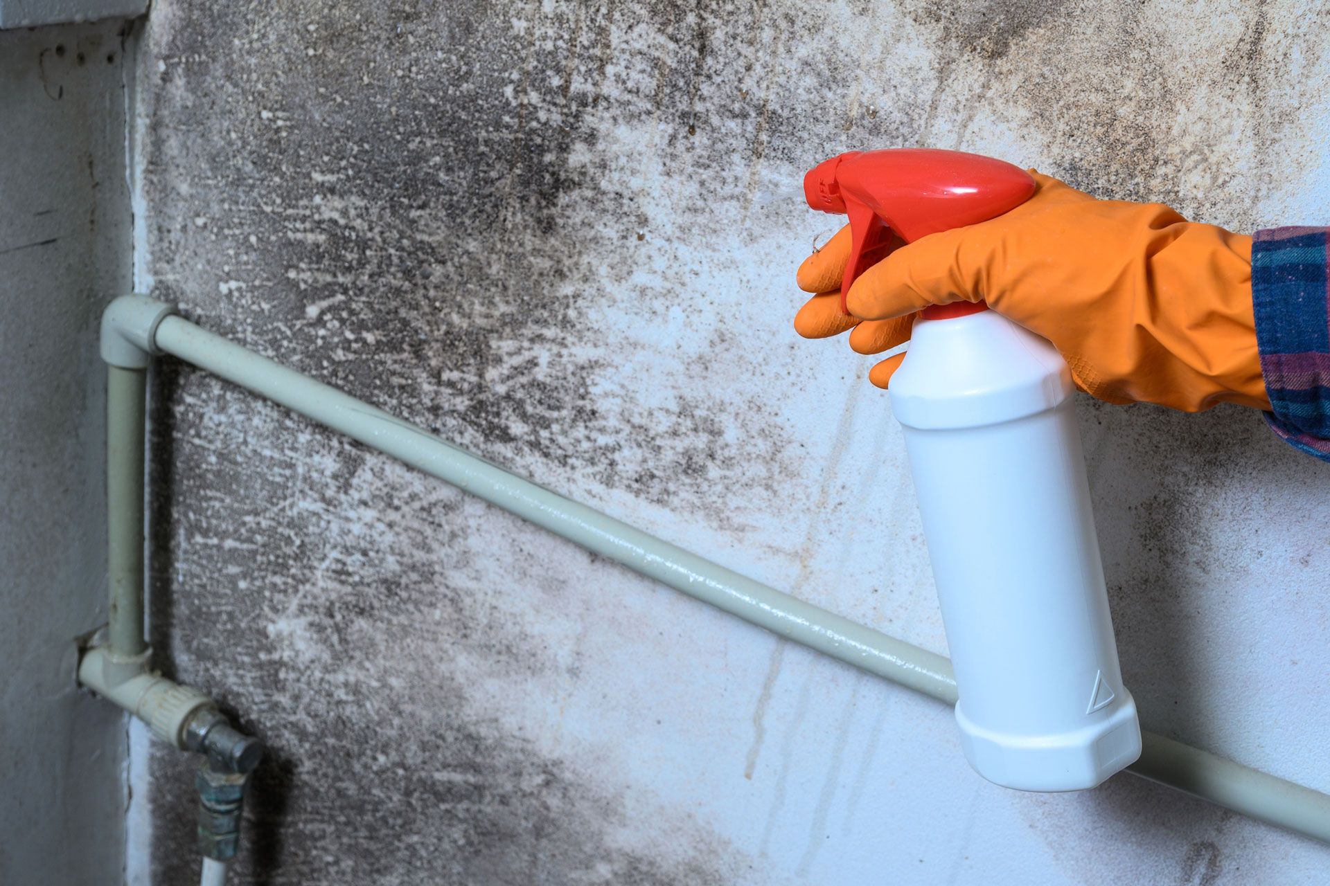 Person wearing orange gloves sprays moldy wall with a white bottle.