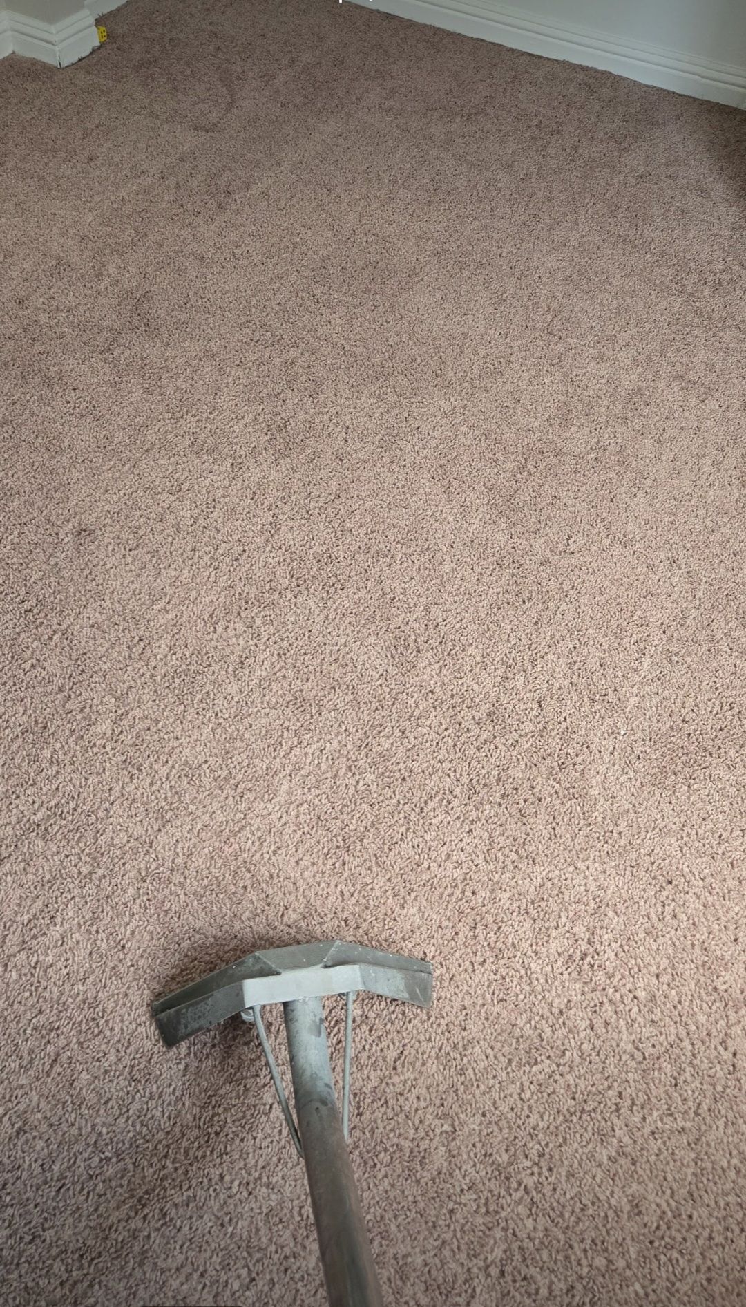 Carpet being cleaned with a gray and silver cleaning head.
