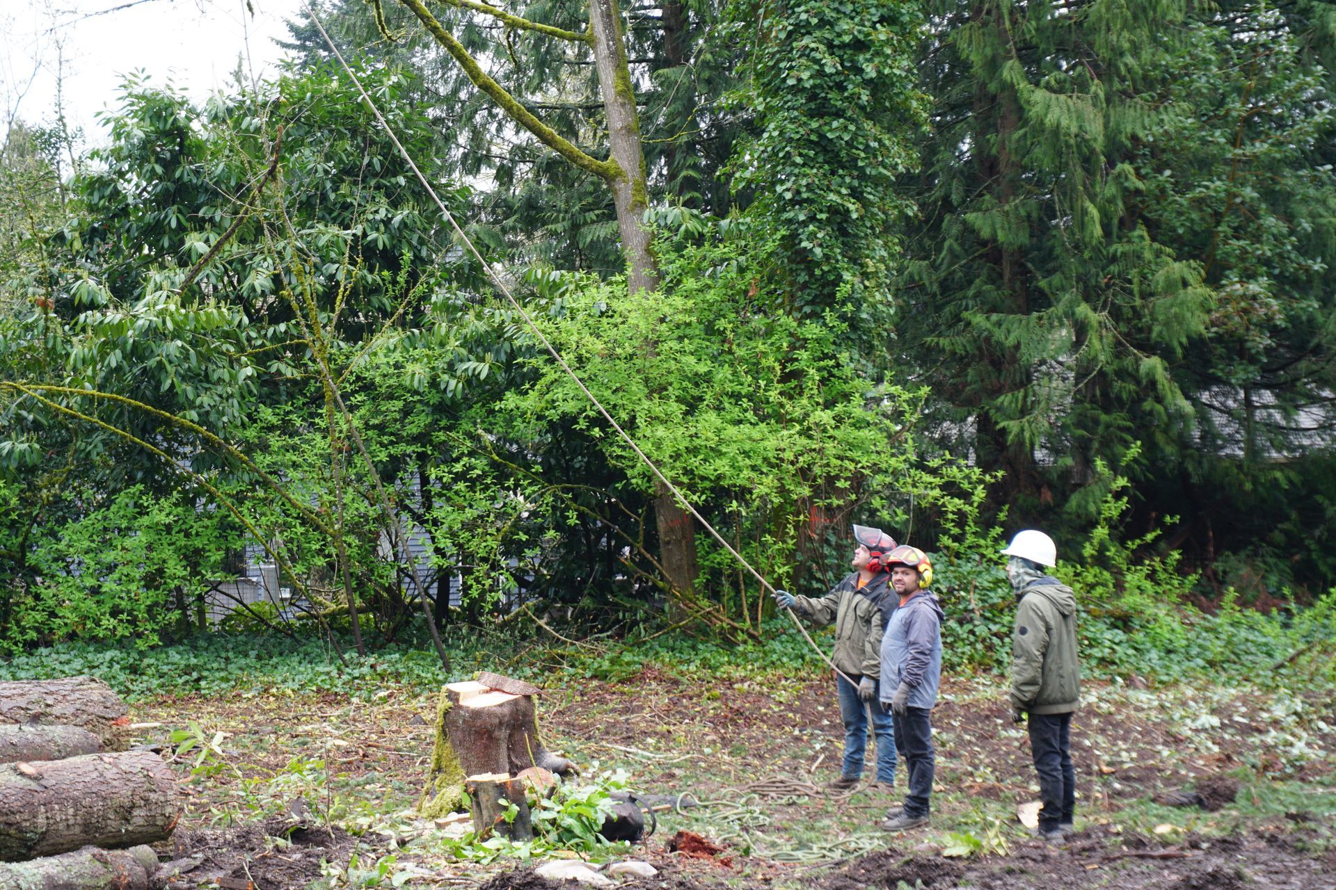 Brier tree cutting