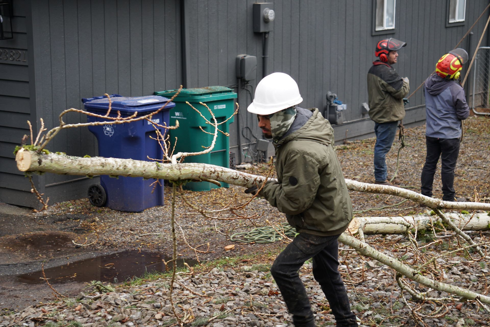 Brier tree service
