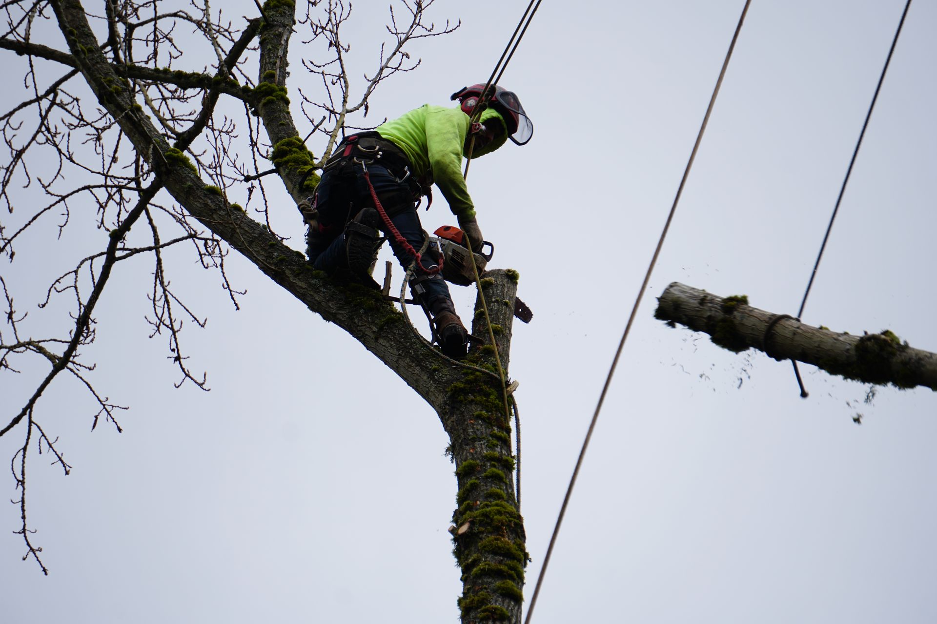 tree removal service with worker removing dead wood