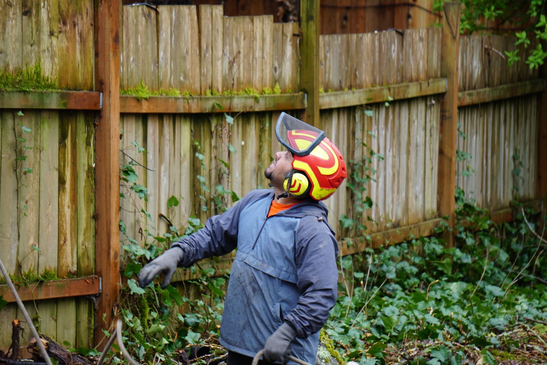 Brier land clearing