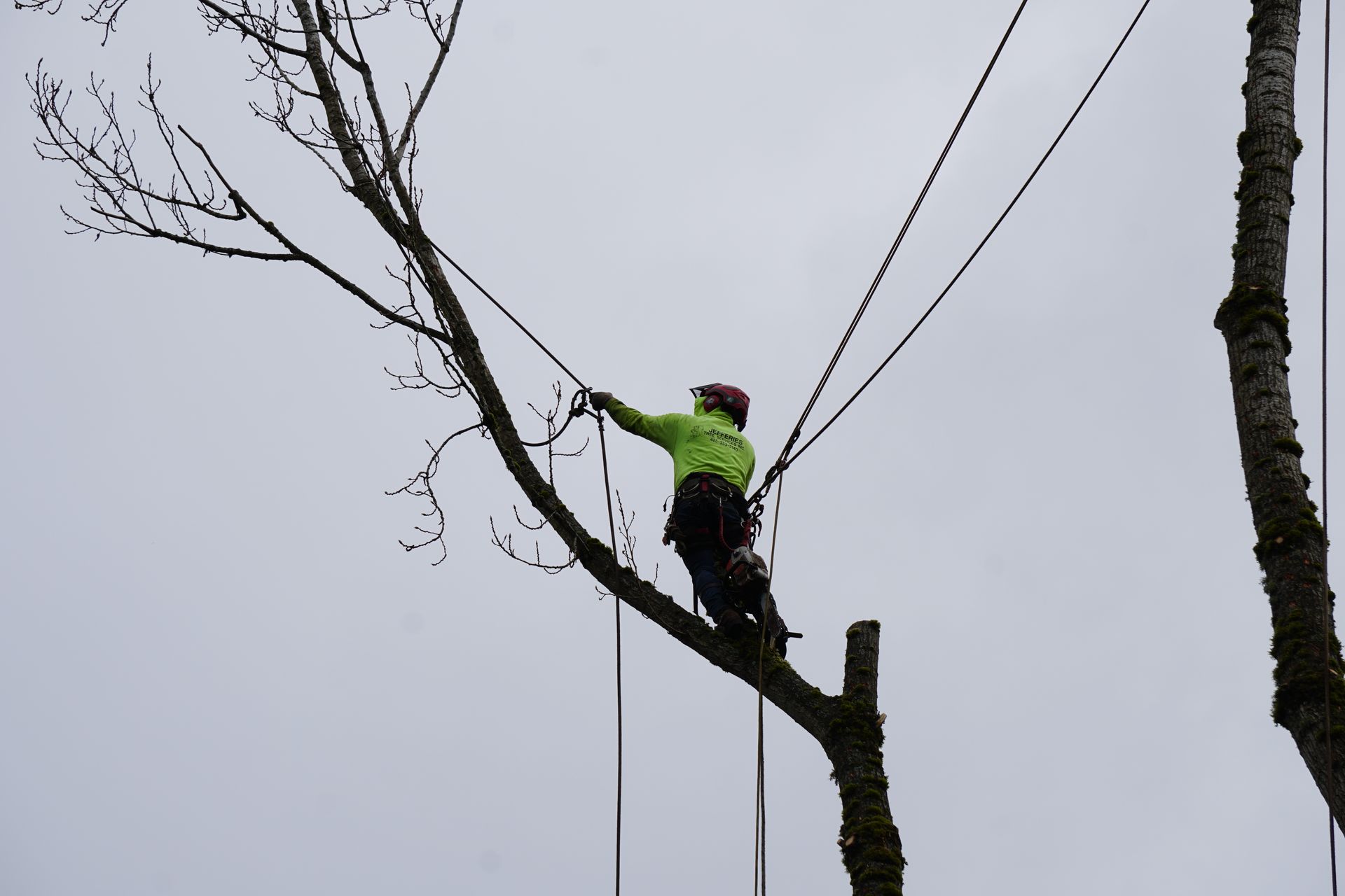 Brier tree limbing