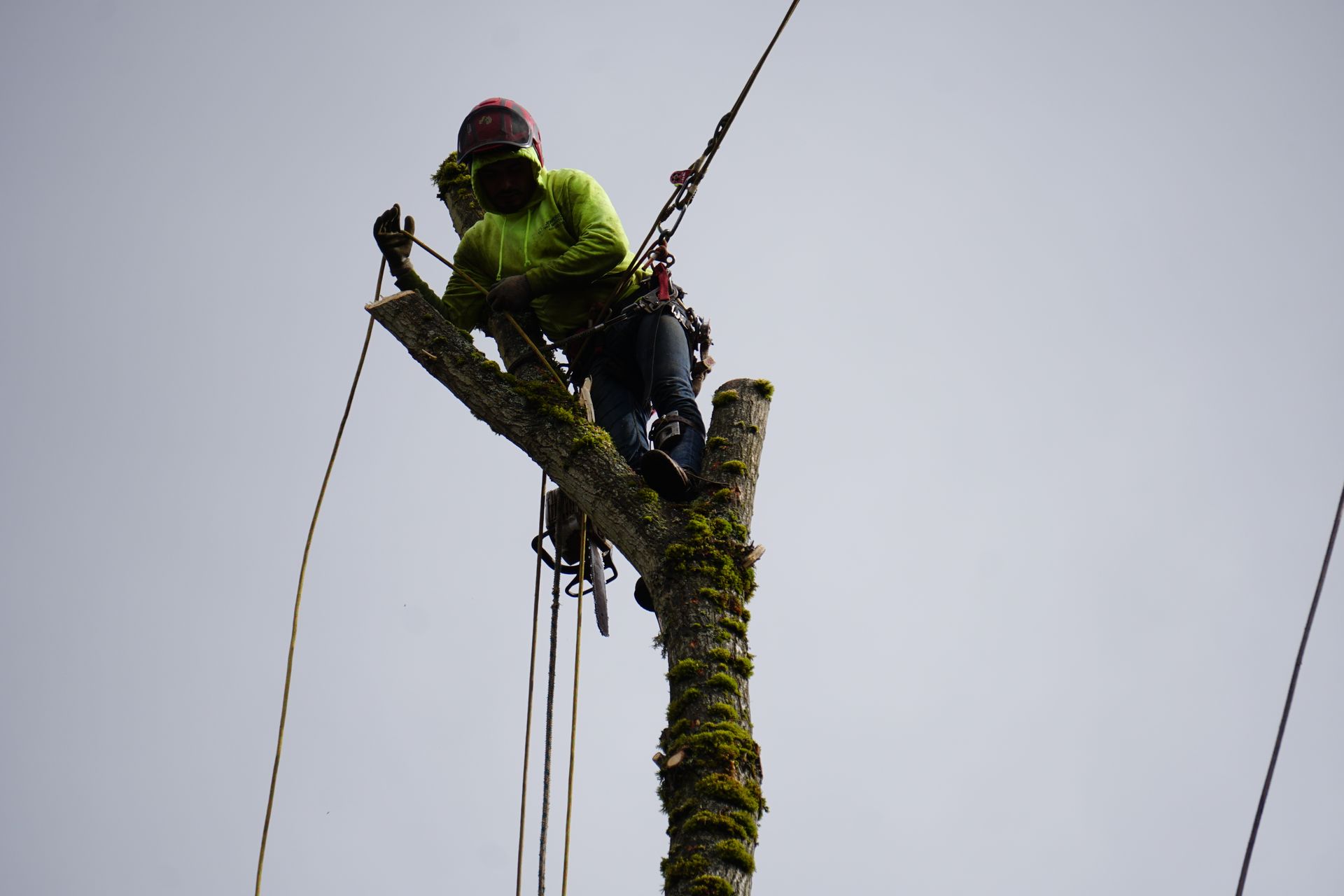 Brier tree removal