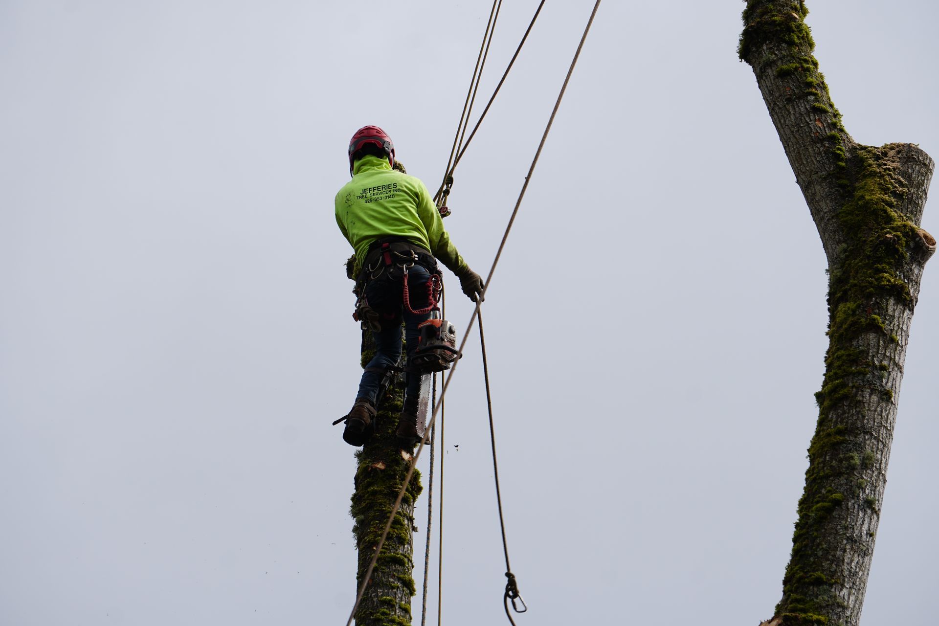 Brier tree cutting