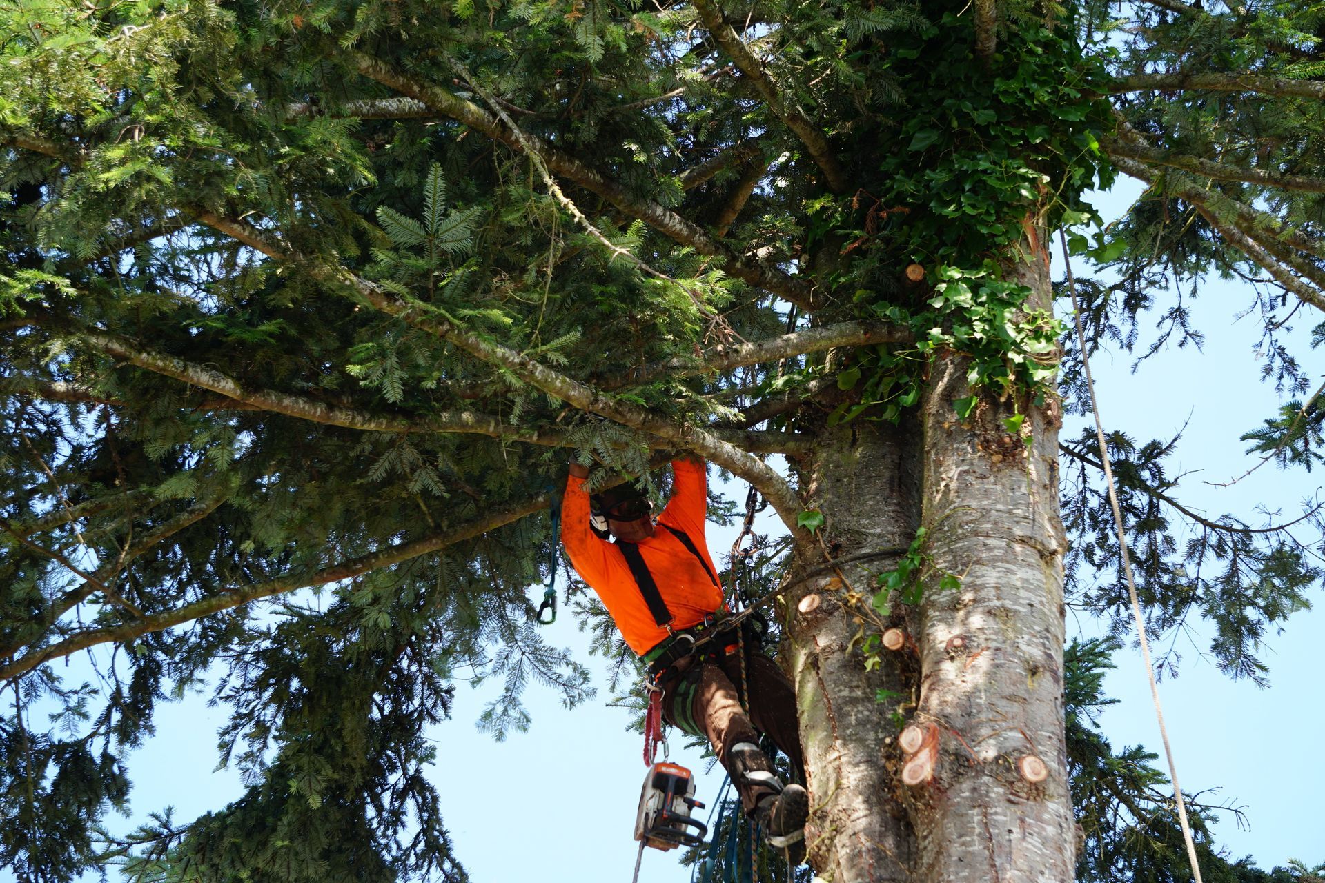 Arborist in orange shirt, trimming tree branches while secured by rope.