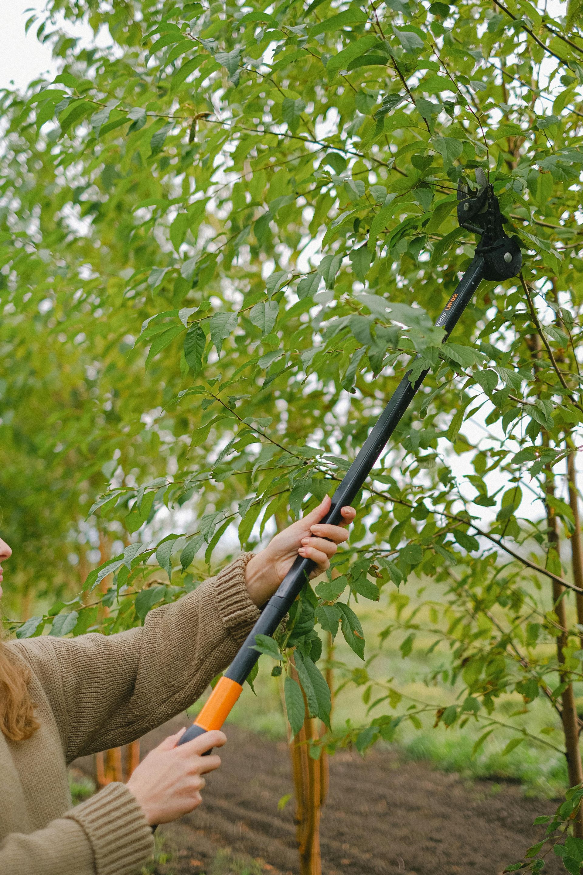 Tree maintenance