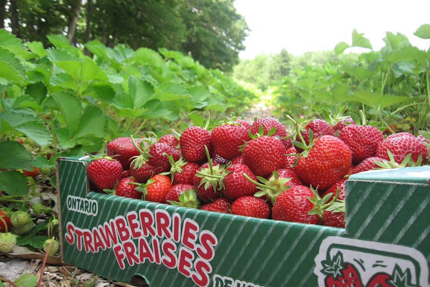 strawberry packaging options strawberry baskets