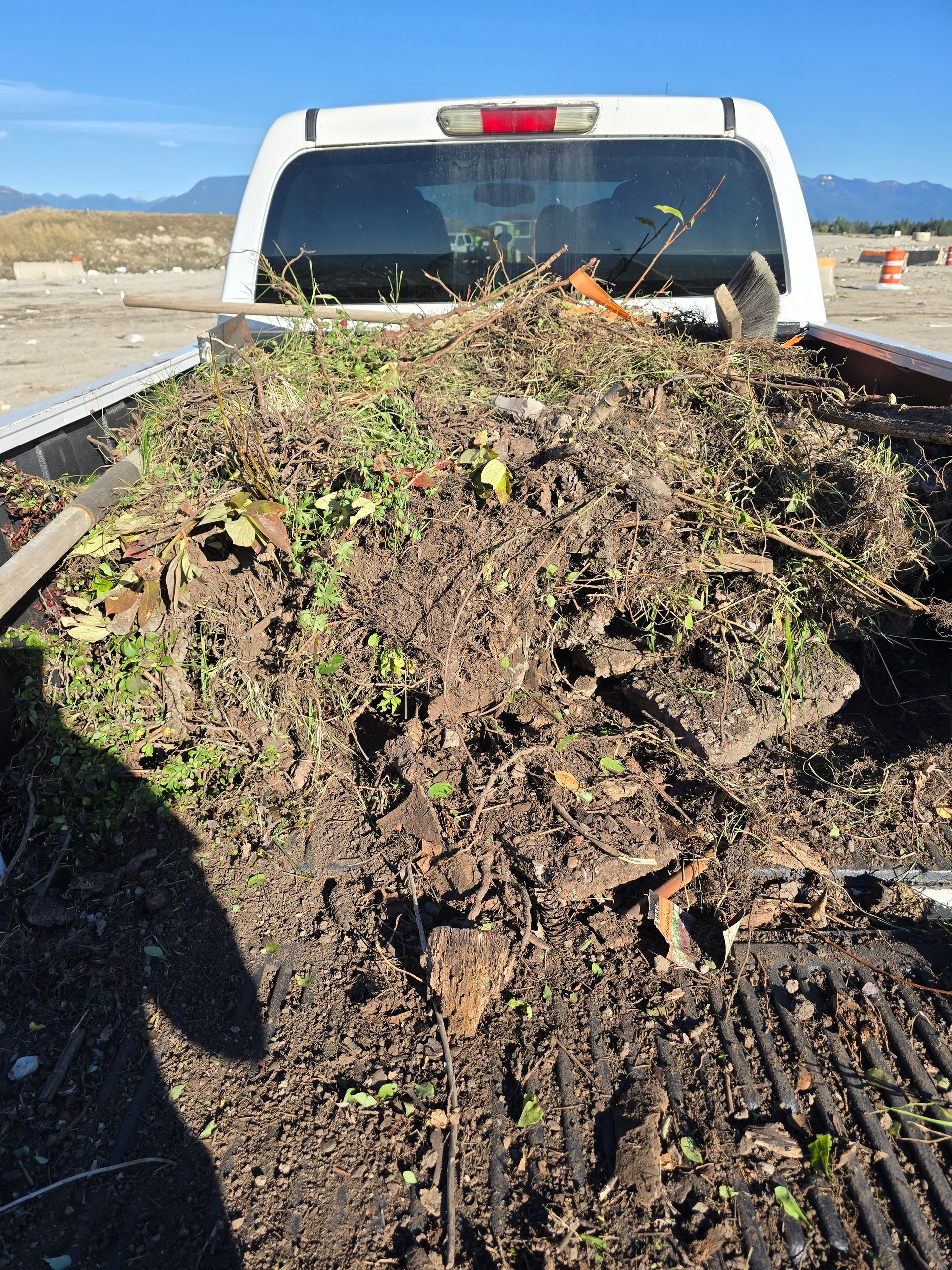 A white pickup truck bed filled with soil and garden weeds, parked on a dirt lot under a clear blue sky.