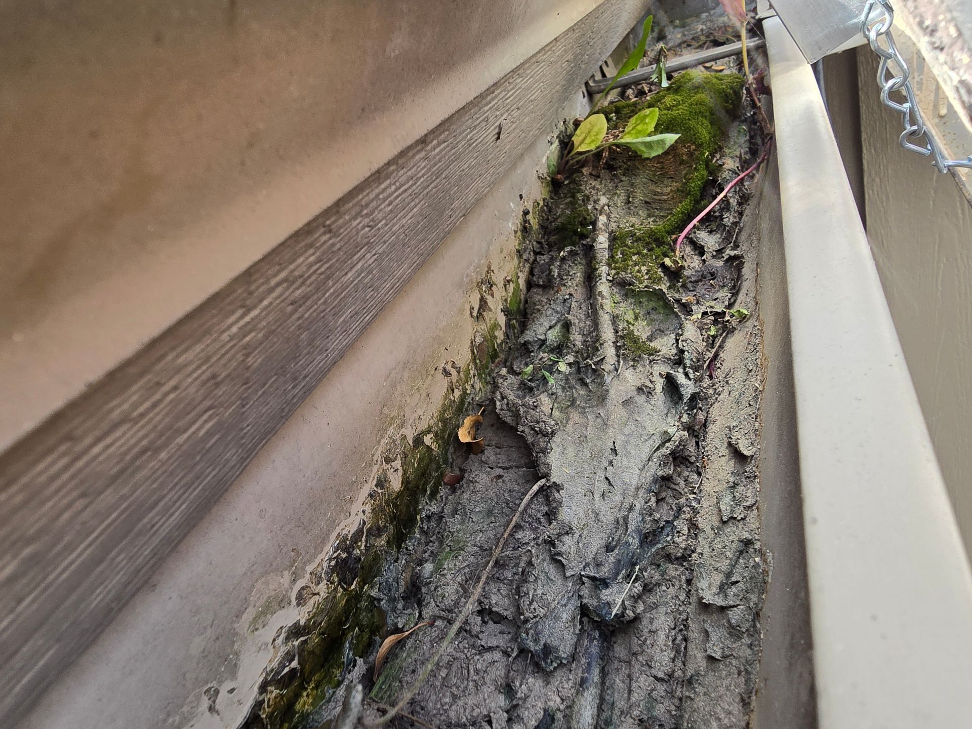 A dirty, clogged rain gutter filled with thick mud, organic debris, and small patches of green moss.