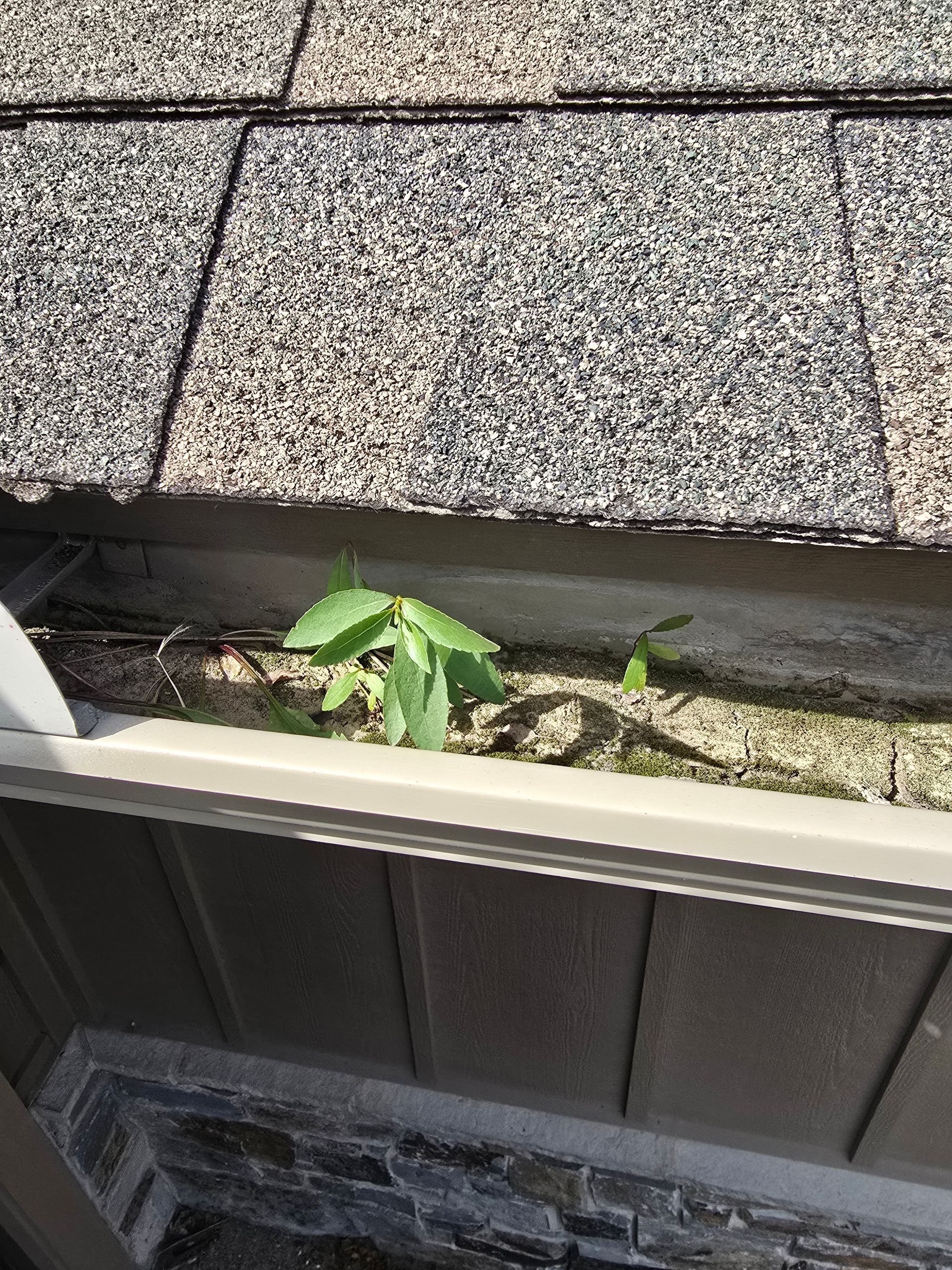 A small green plant growing out of debris-filled roof gutters against a shingled roof and brown siding.