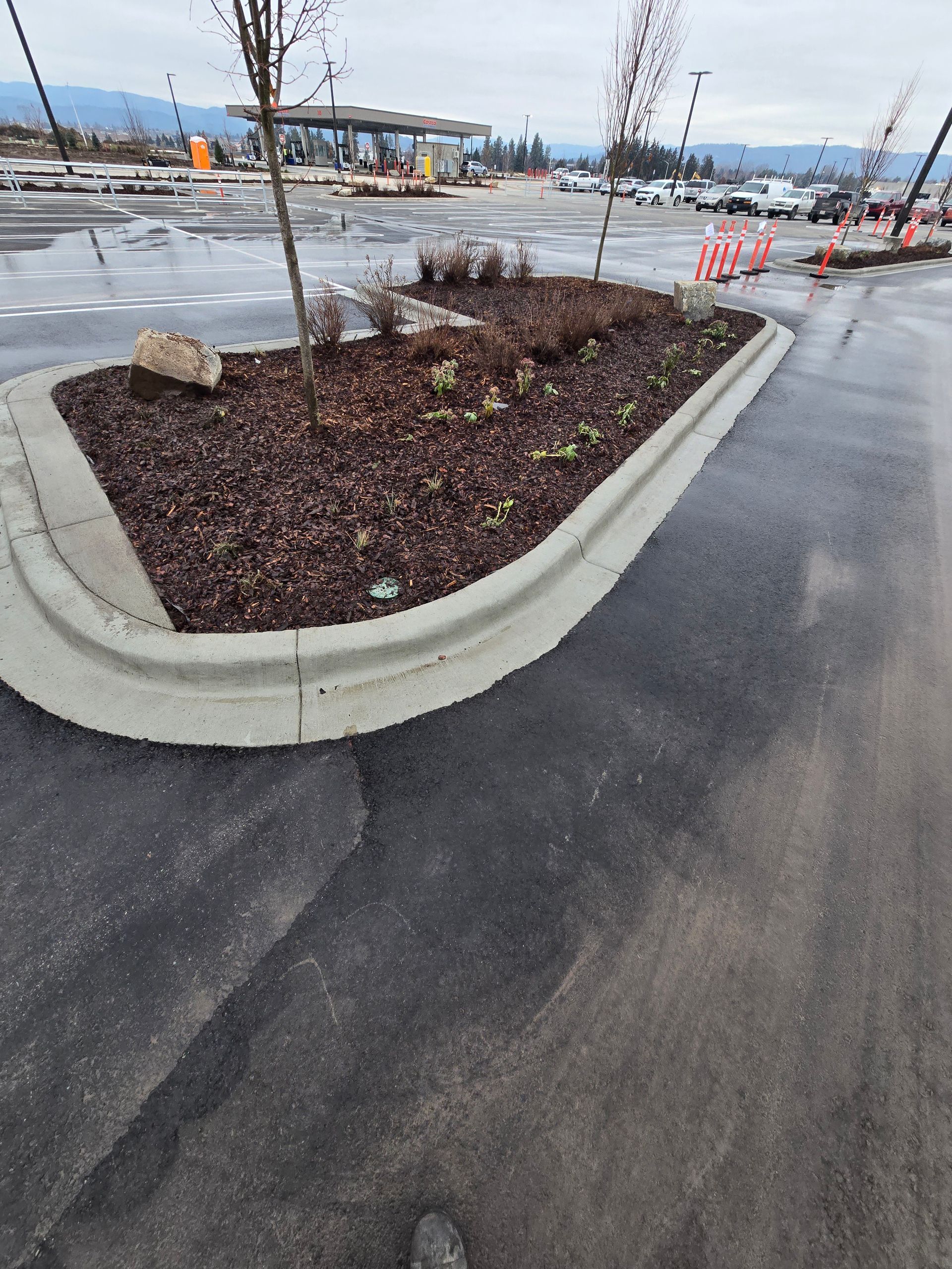 A landscaped island with trees, mulch, and a concrete curb sits in a paved parking lot on a cloudy day.