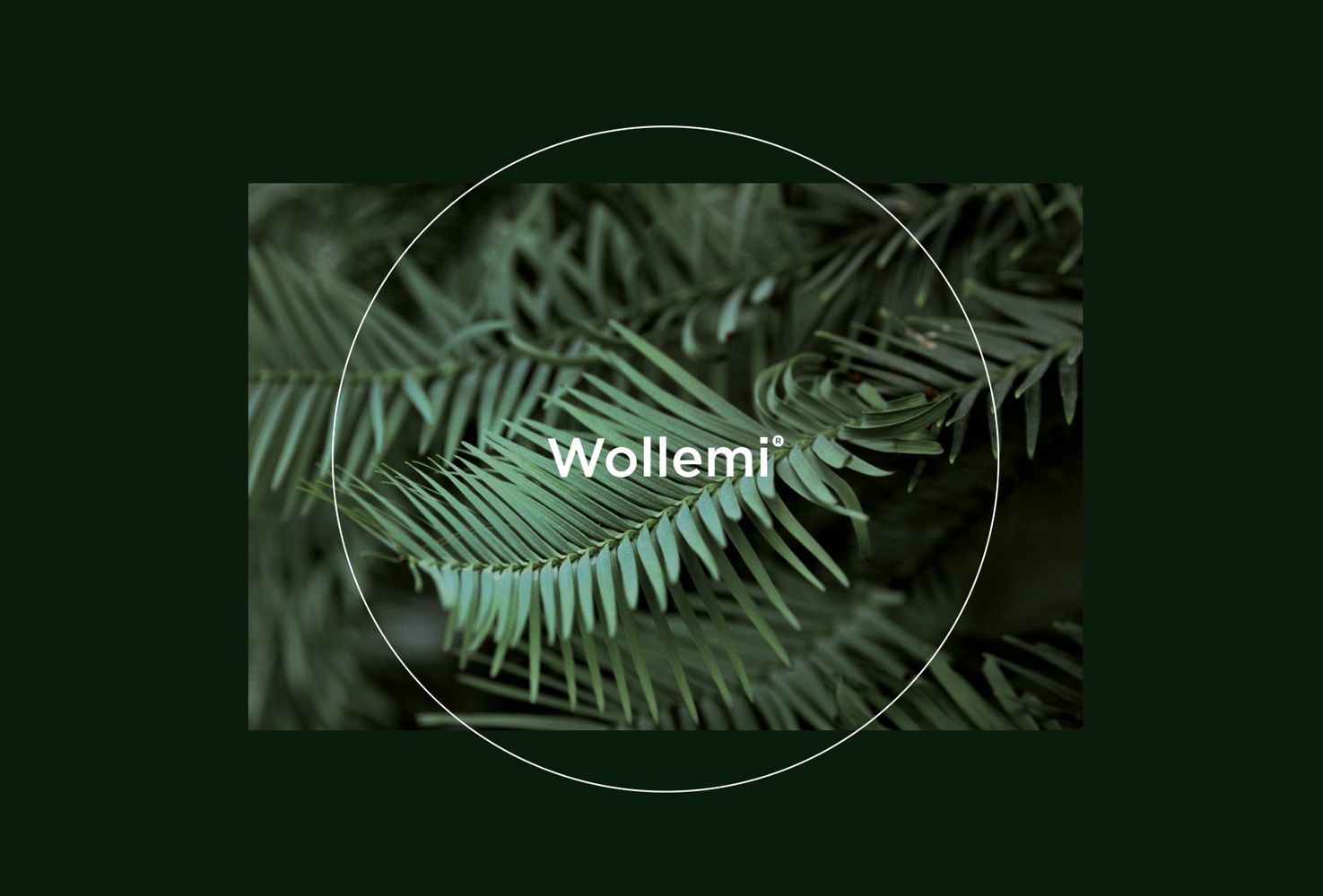 Wollemi