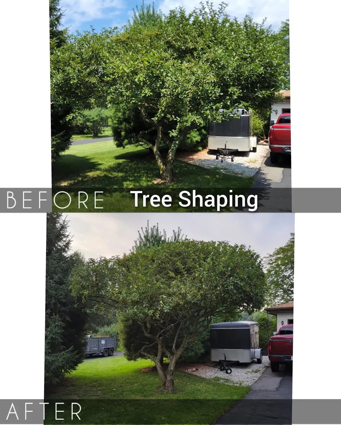Before-and-after view of a tree trimmed into a neater shape in a front yard