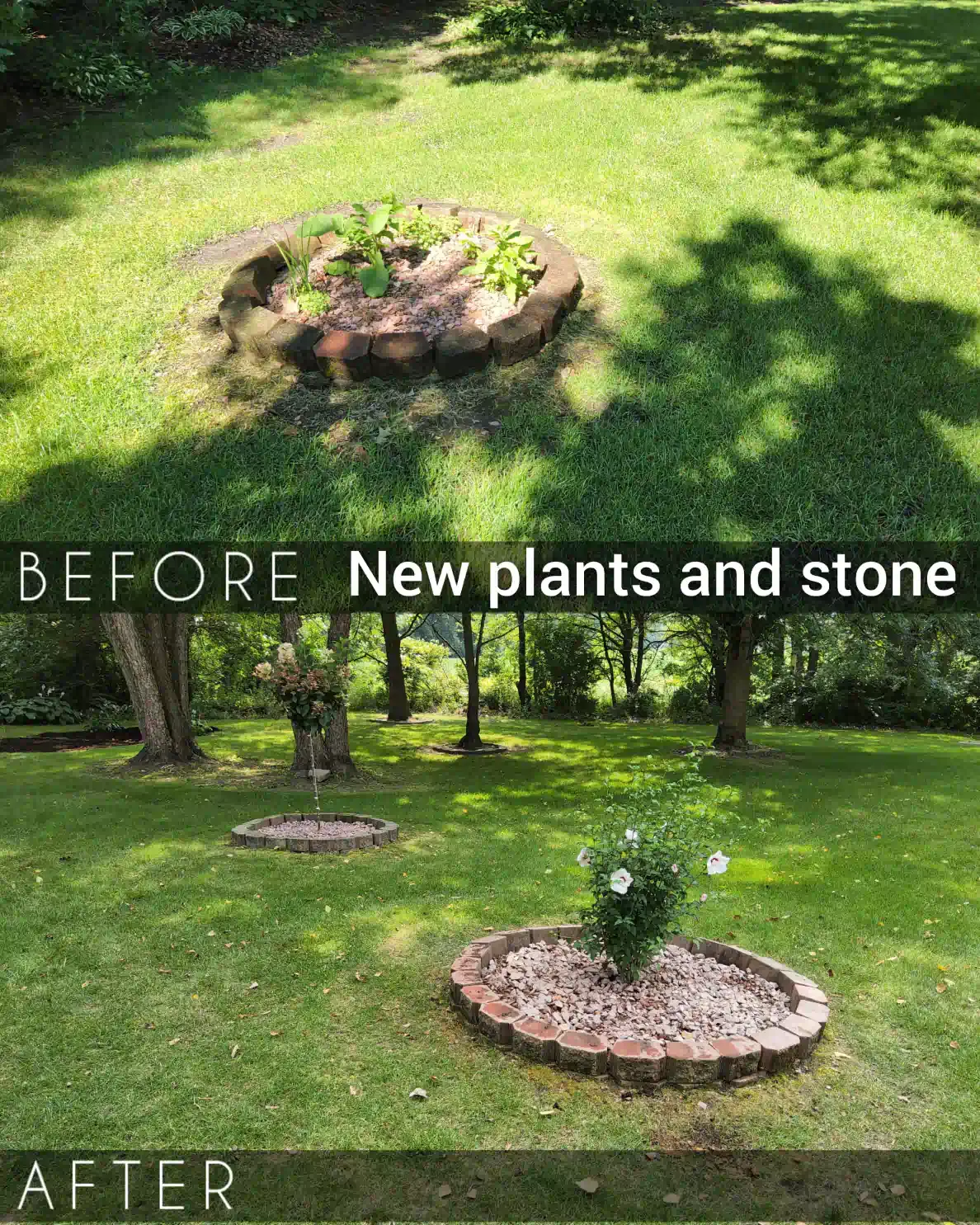 Before-and-after lawn beds: overgrown circular planter replaced with new plants and stone mulch in a park.