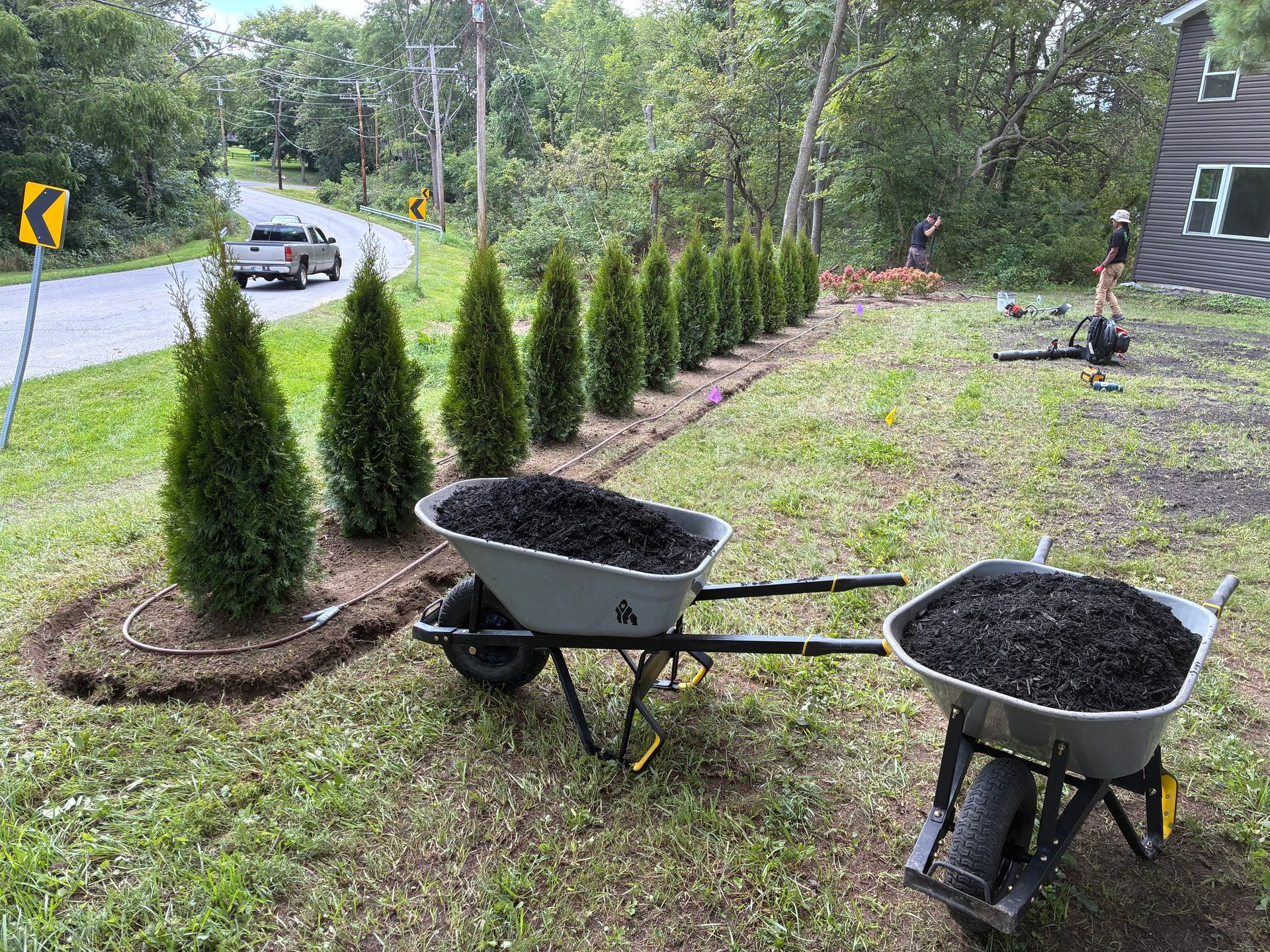 bush trimming & bed maintenance hobart in Two wheelbarrows filled with mulch beside a row of newly planted evergreens along a roadside