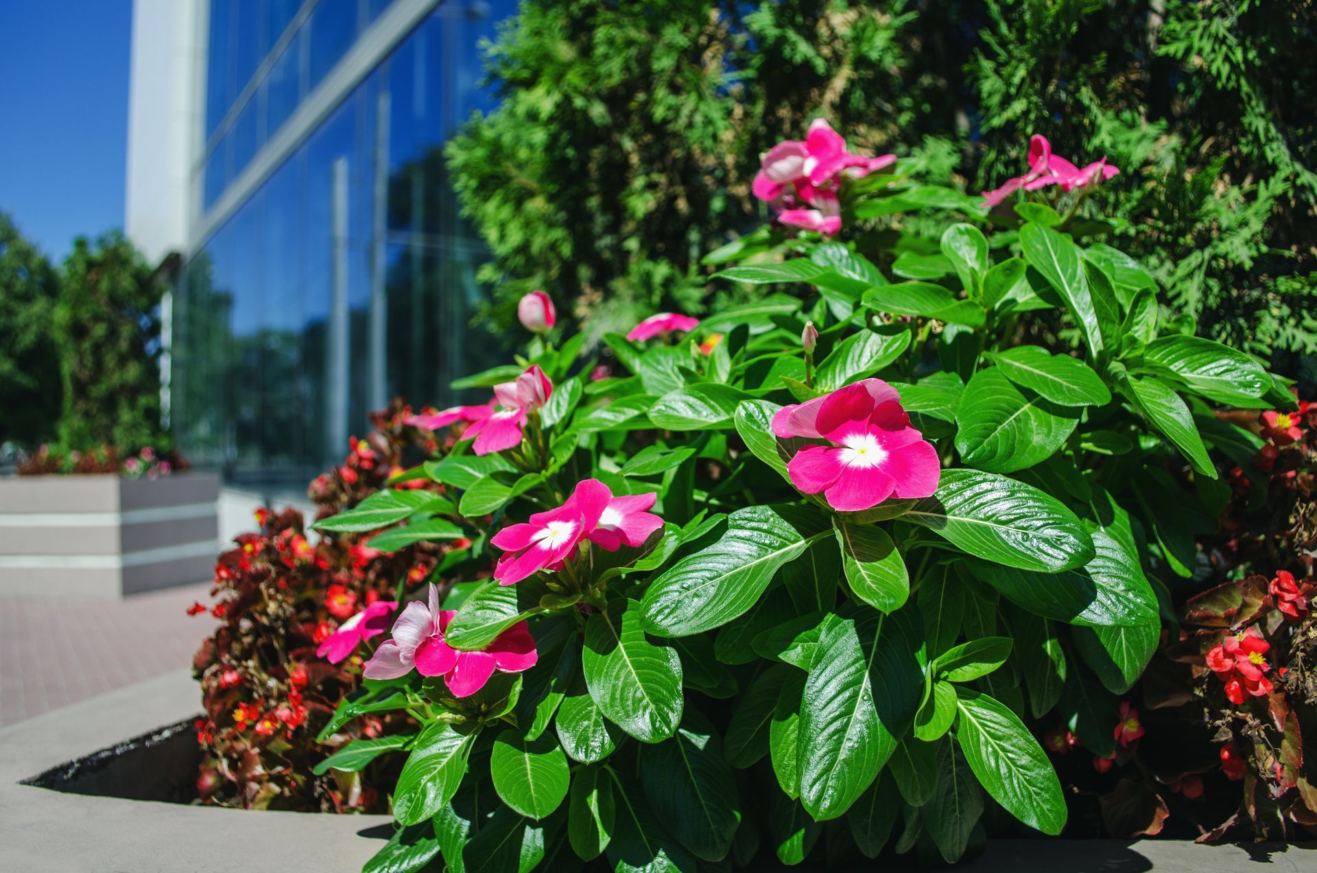 lawn maintenance hobart in Pink flowers in a planter beside a modern glass building on a sunny day