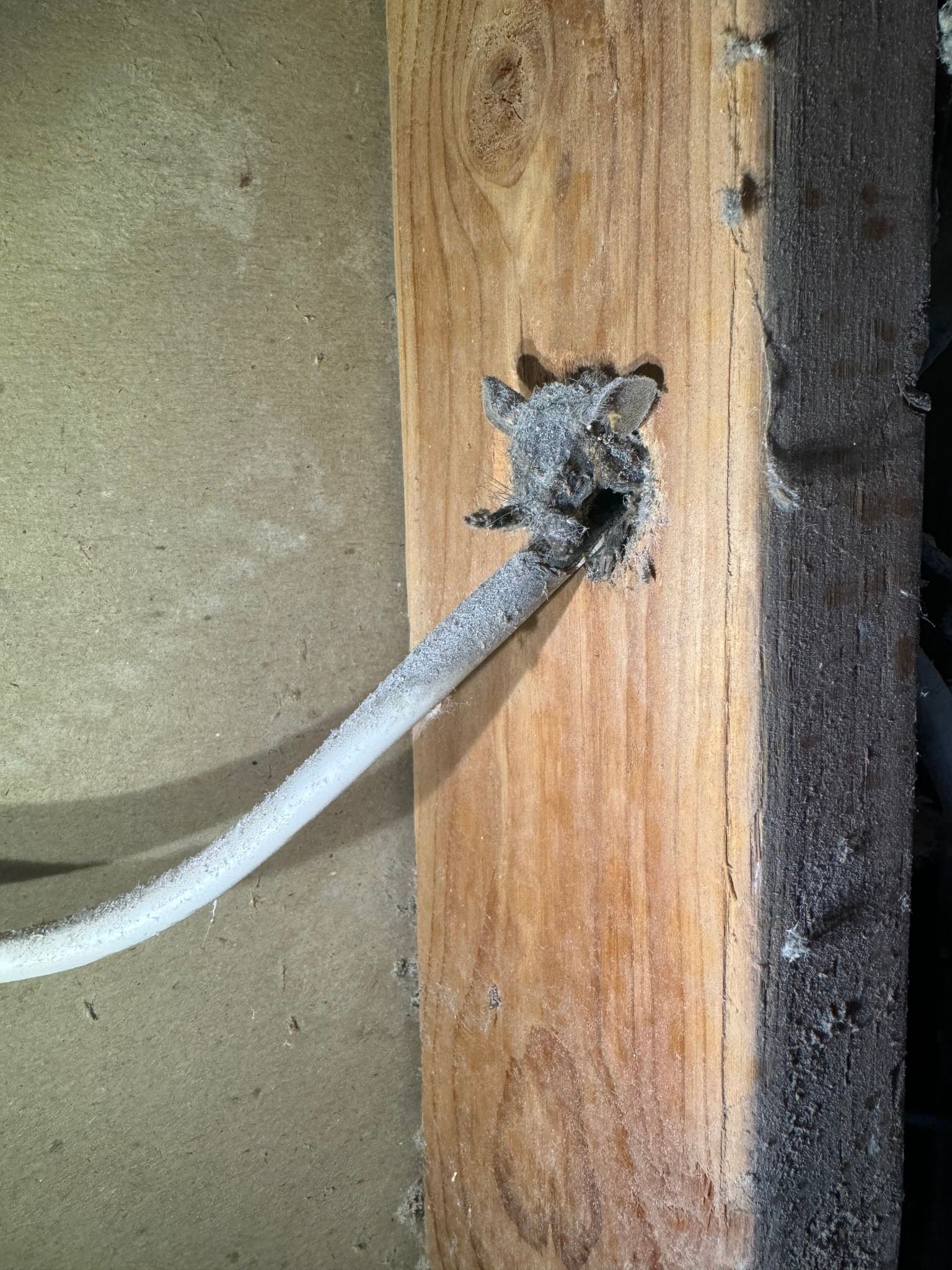 A gray electrical cable passes through a hole in a wooden wall stud, covered in a dusty, fibrous substance.