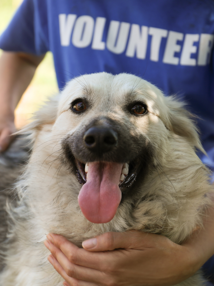 A person wearing a blue volunteer shirt is holding a white dog