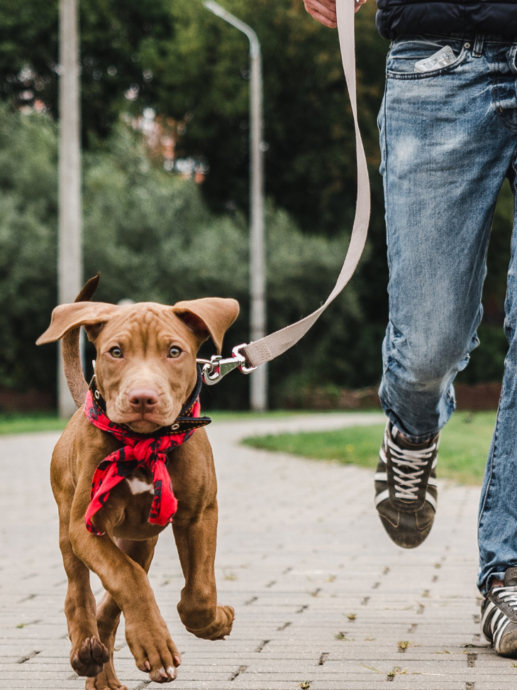 A man is walking a brown puppy on a leash.