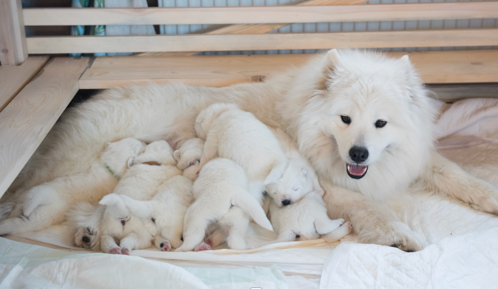 A white dog is nursing her puppies in a cage.