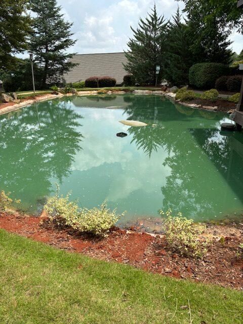 Green backyard pond with trees, shrubs, and lawn around it