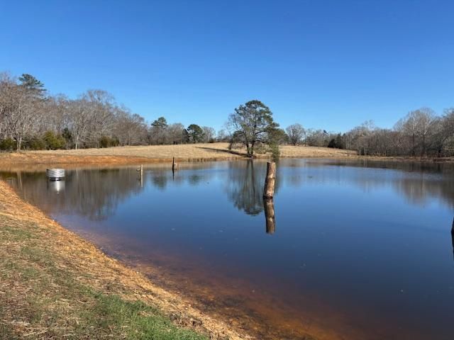 Quiet pond reflecting a lone tree under a clear blue sky, with grassy banks and bare winter trees.