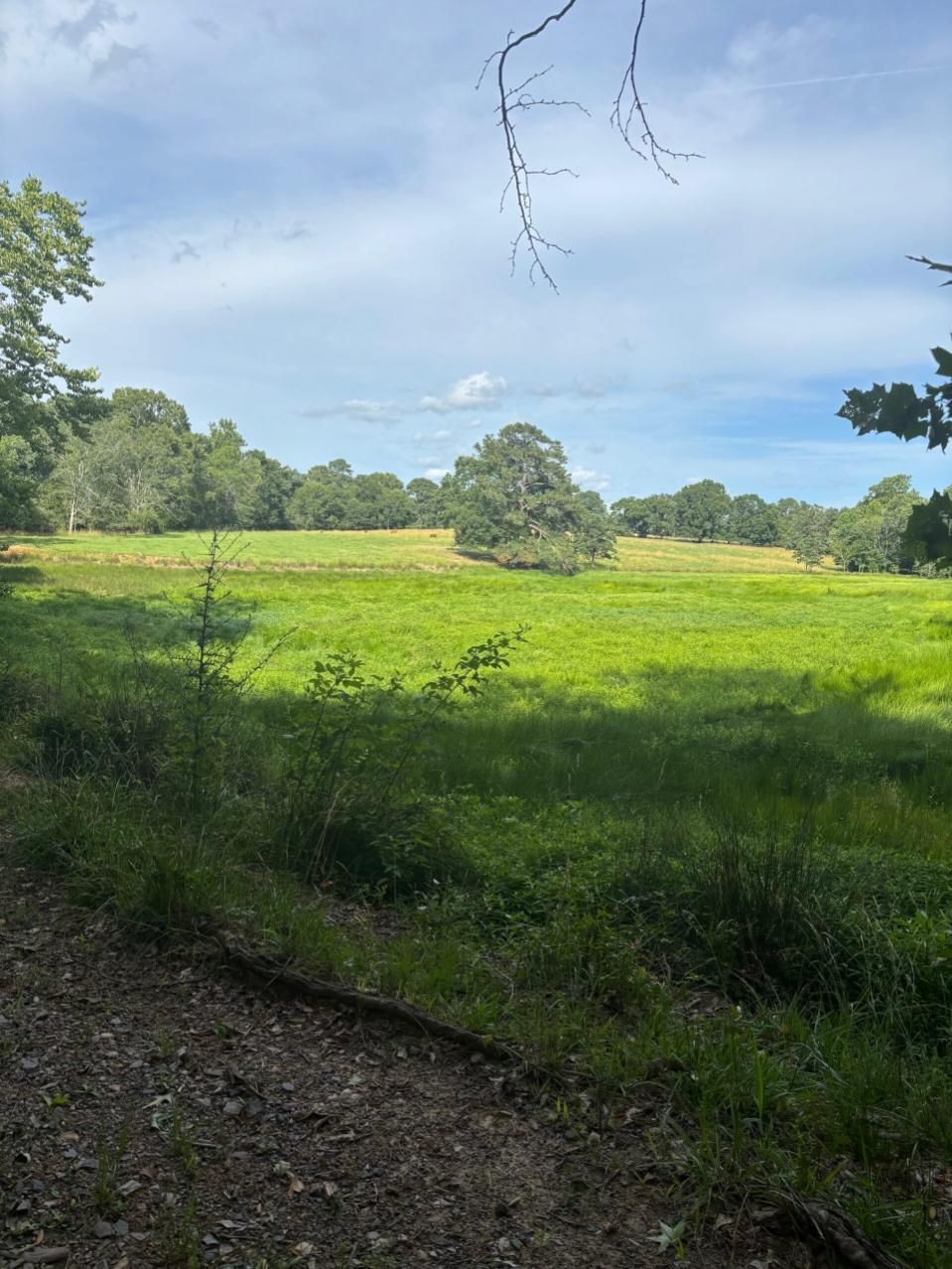 Sunlit green meadow with trees under a blue sky, viewed from a shaded path