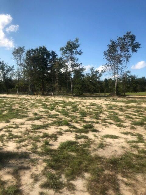 Sandy clearing with scattered trees under a bright blue sky