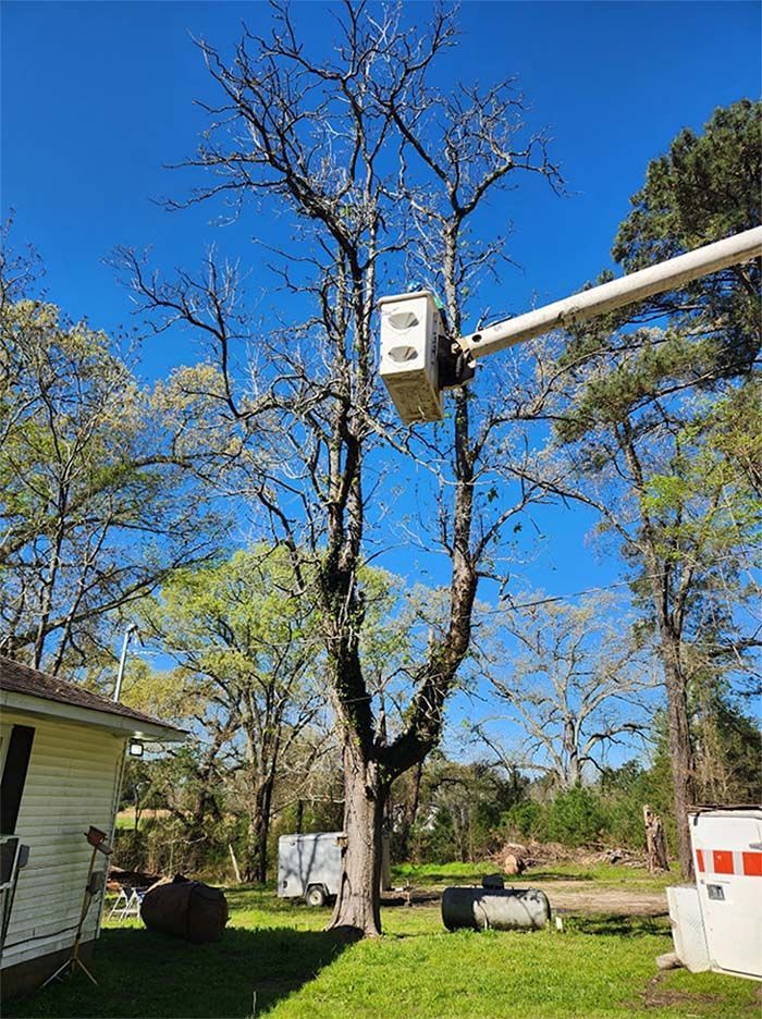 A tree being cut down by a crane in a yard.