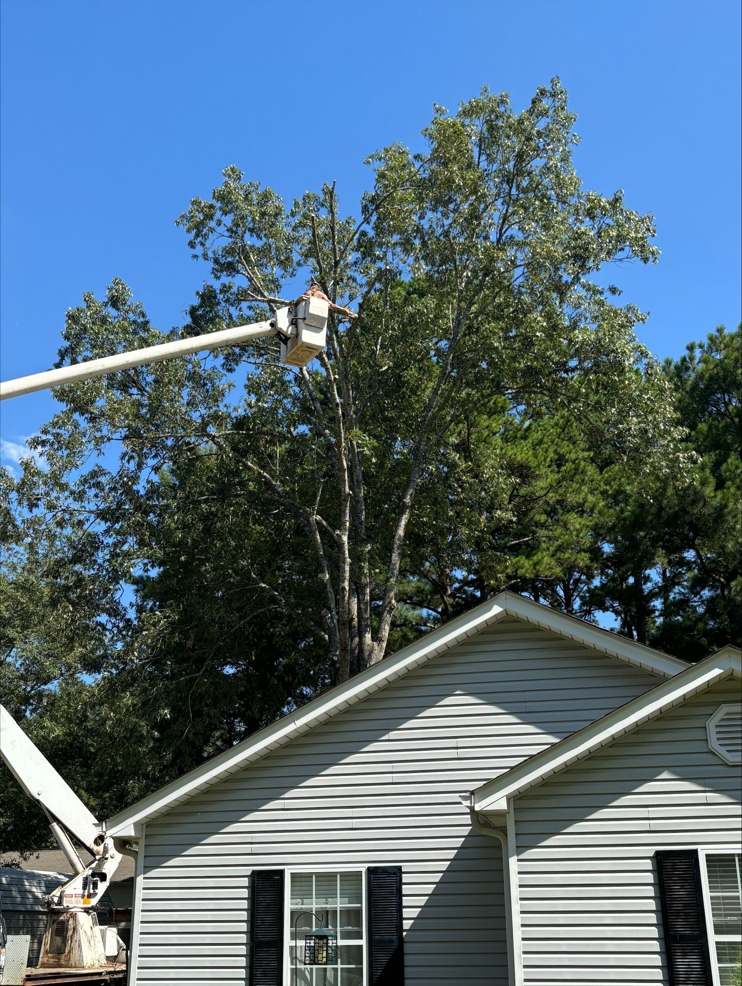 A man in a bucket is cutting a tree in front of a house.