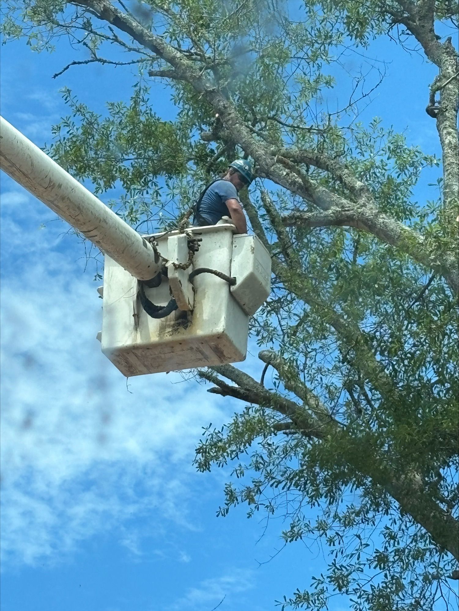 A man in a bucket is cutting a tree.