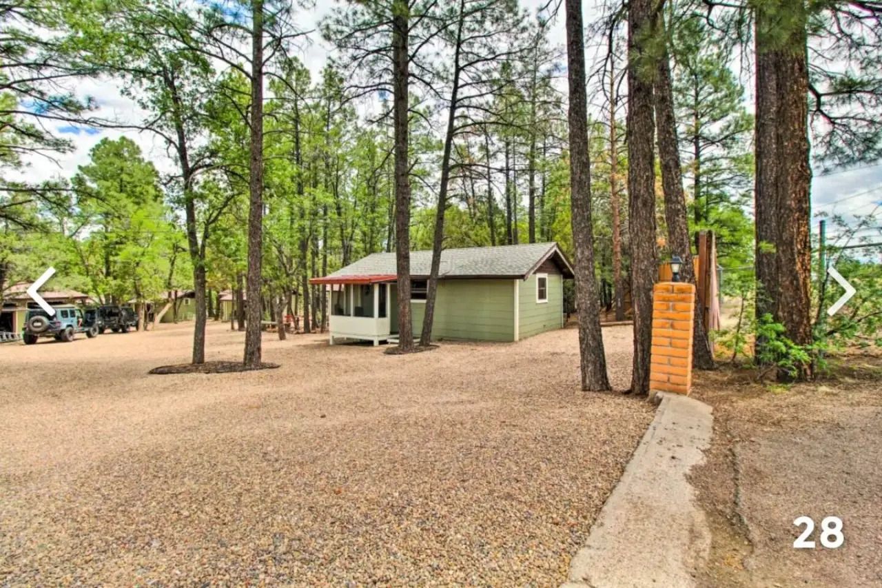 Gravel driveway with pine trees and a small green cabin in a wooded lot