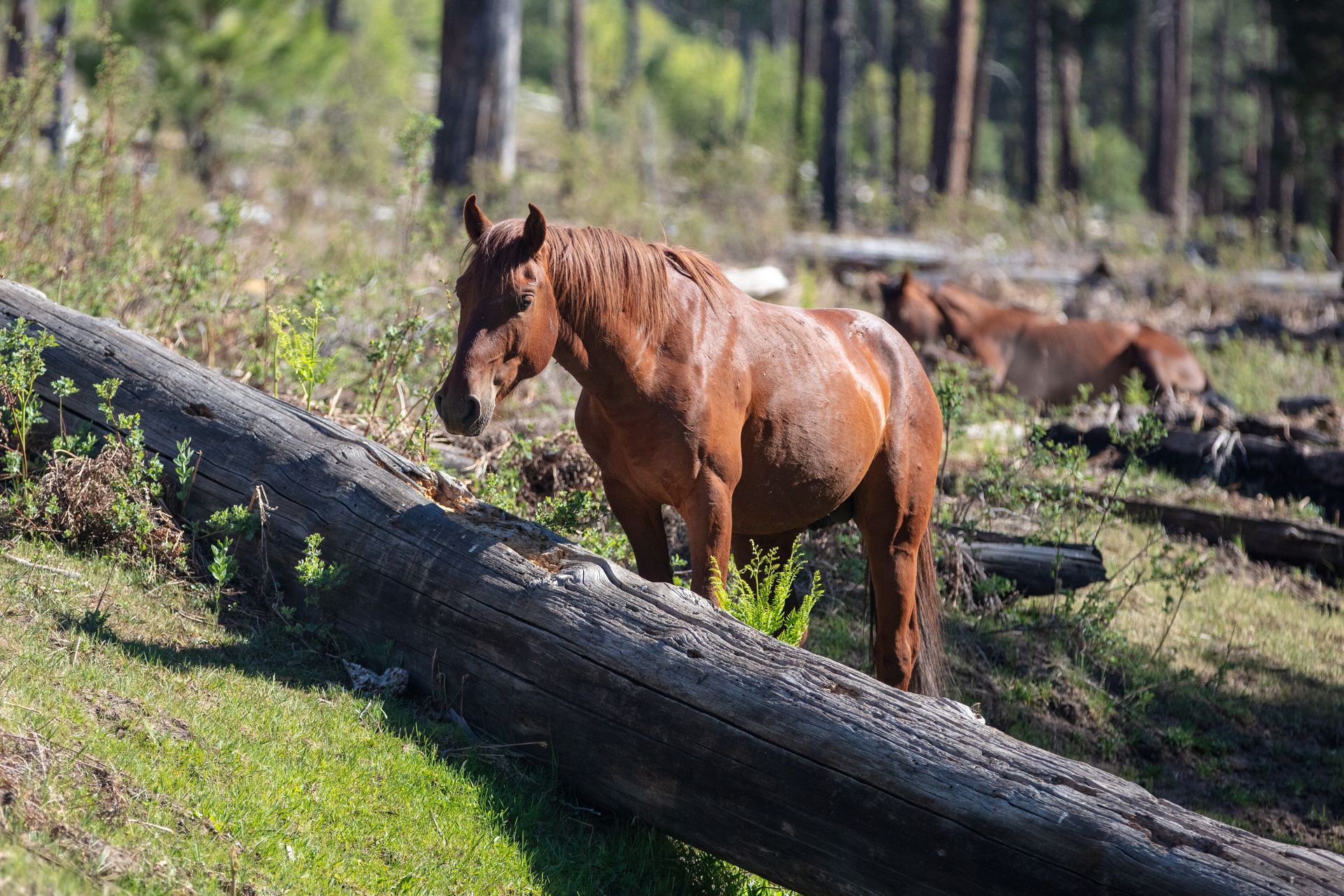 Brown horse standing beside a fallen log in a wooded clearing