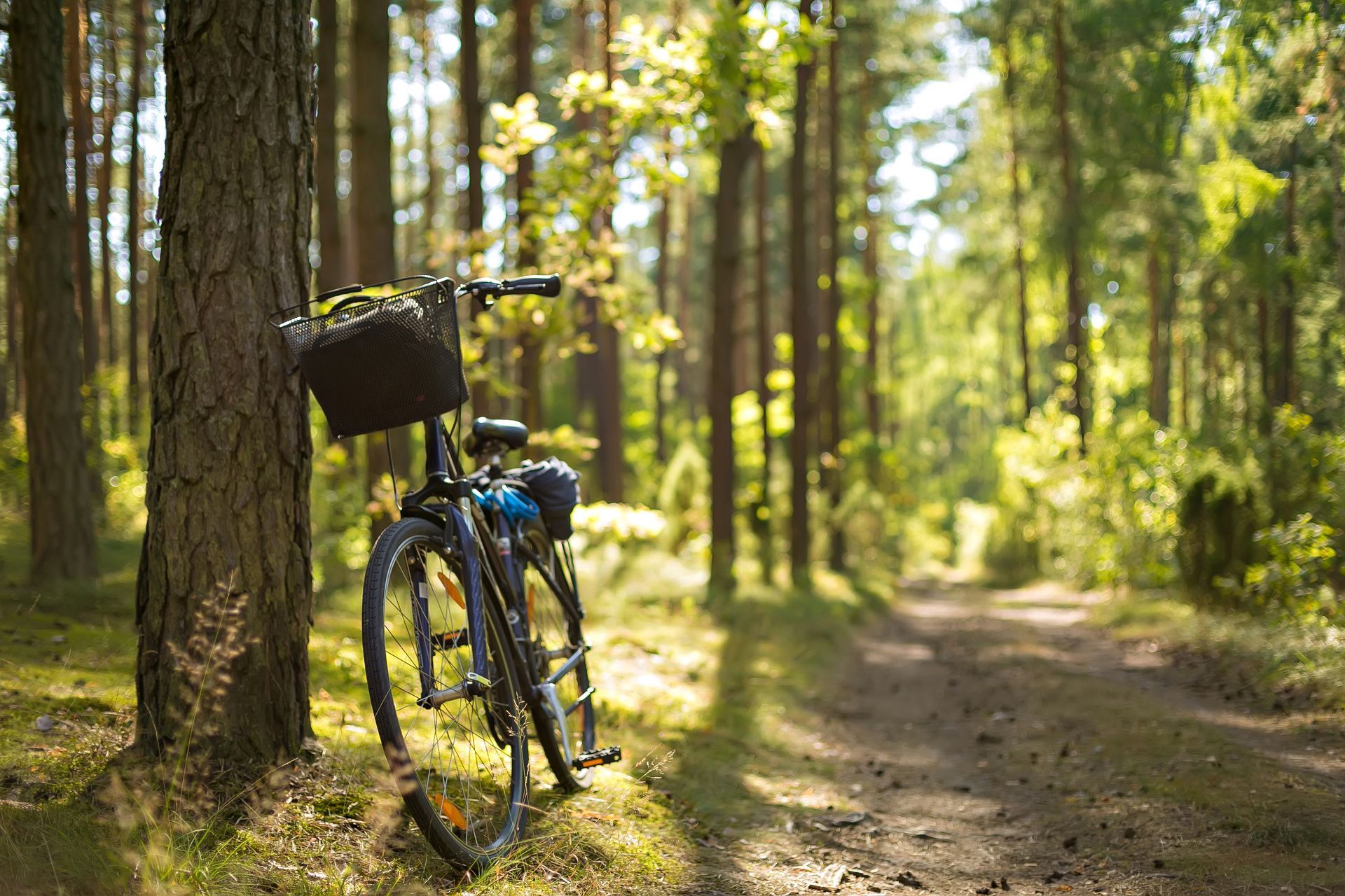 Bicycle with front basket leaning against a tree on a sunlit forest trail