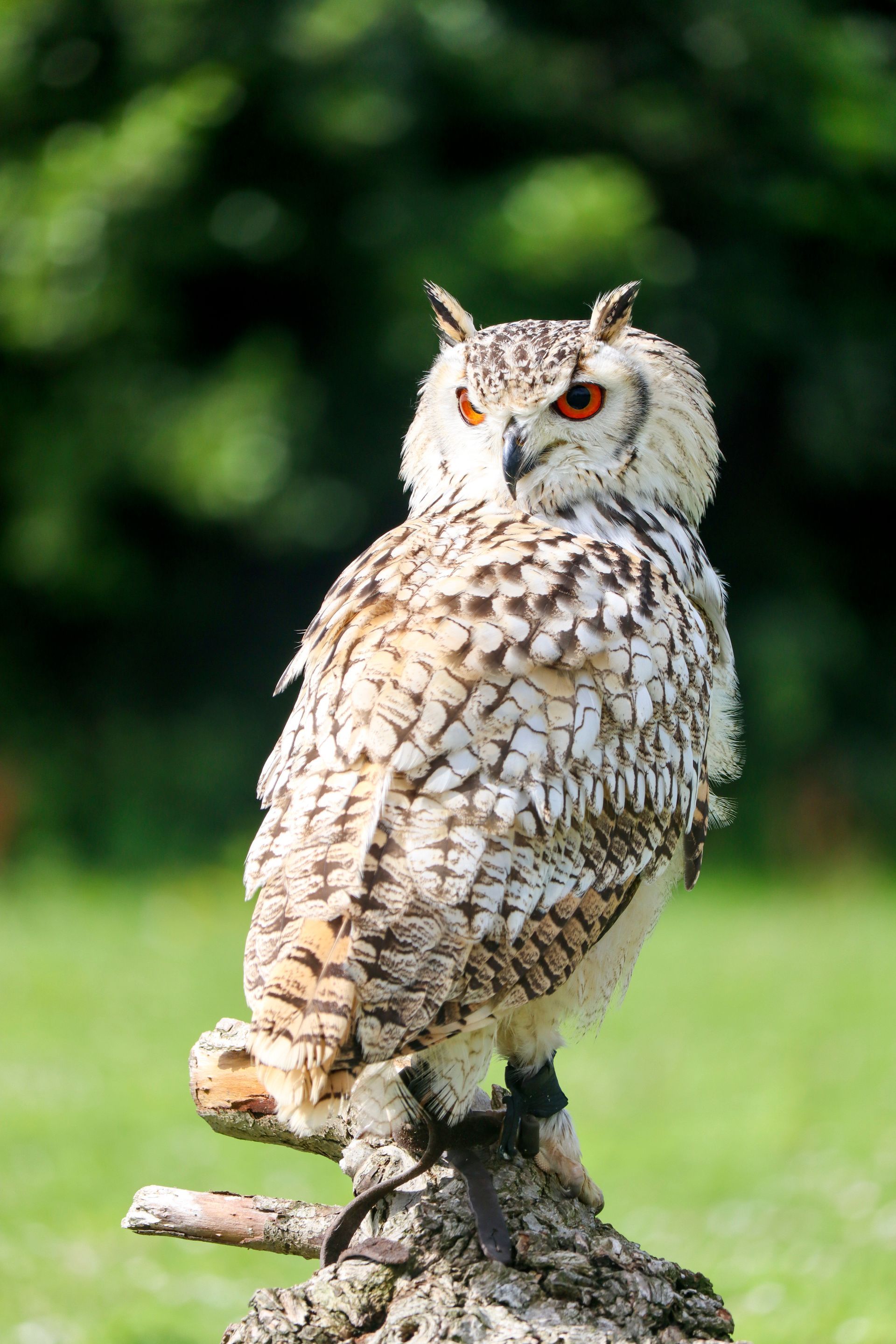 White owl perched on a branch in a grassy field, with orange eyes and a blurred green background