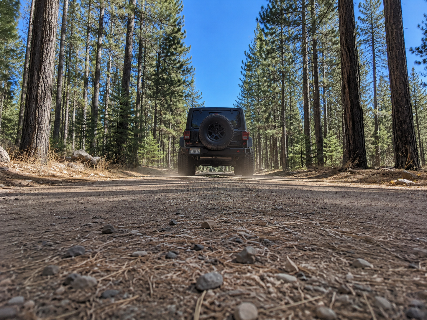 Black SUV driving on a dusty forest trail between tall pine trees