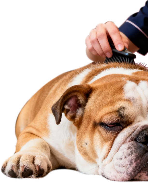 Person brushing a relaxed bulldog.