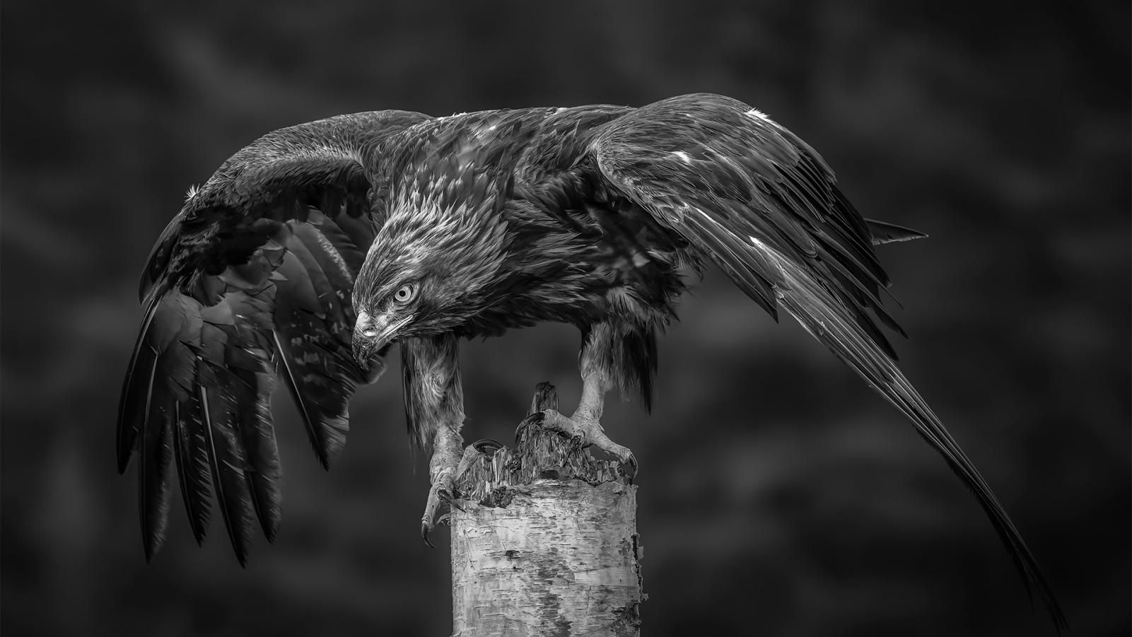 CAPA Digital Salon 2024 - Open Monochrome Winners