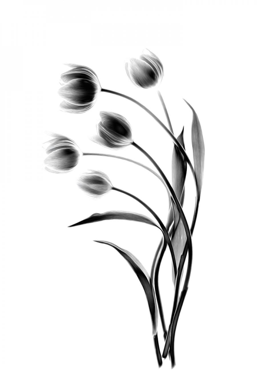 CAPA Digital Salon 2024 - Open Monochrome Winners