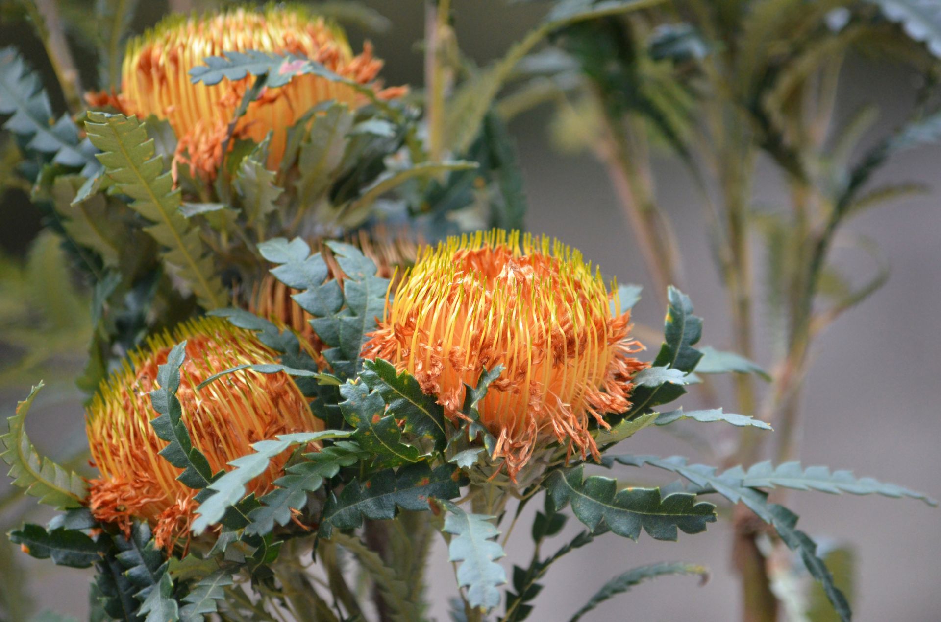 Orange and yellow Banksia flowers surrounded by green, serrated leaves.