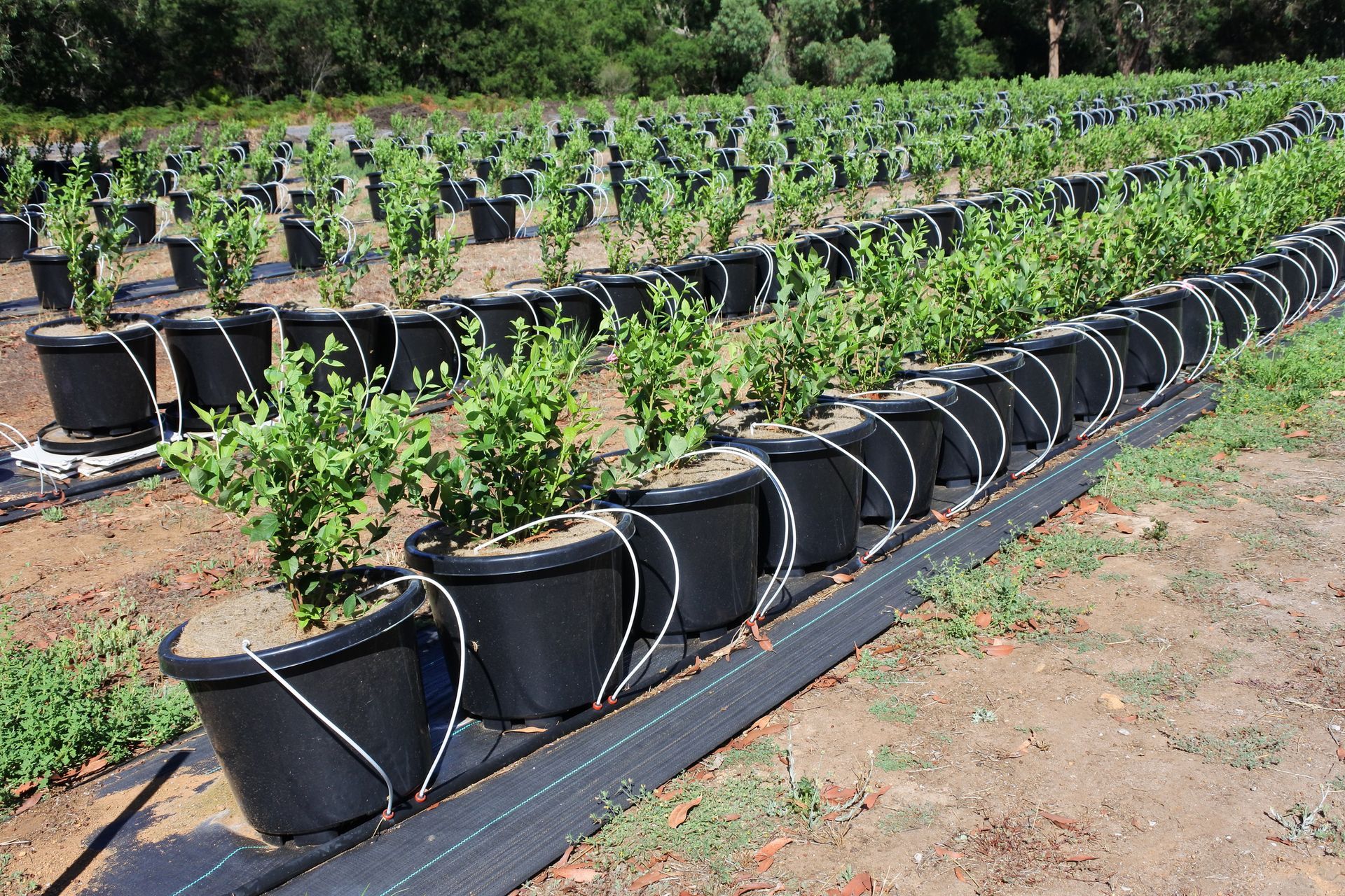 Blueberry Plants Growing In A Plantation – Wholesale Plants And Garden Supplies Dry Creek, SA