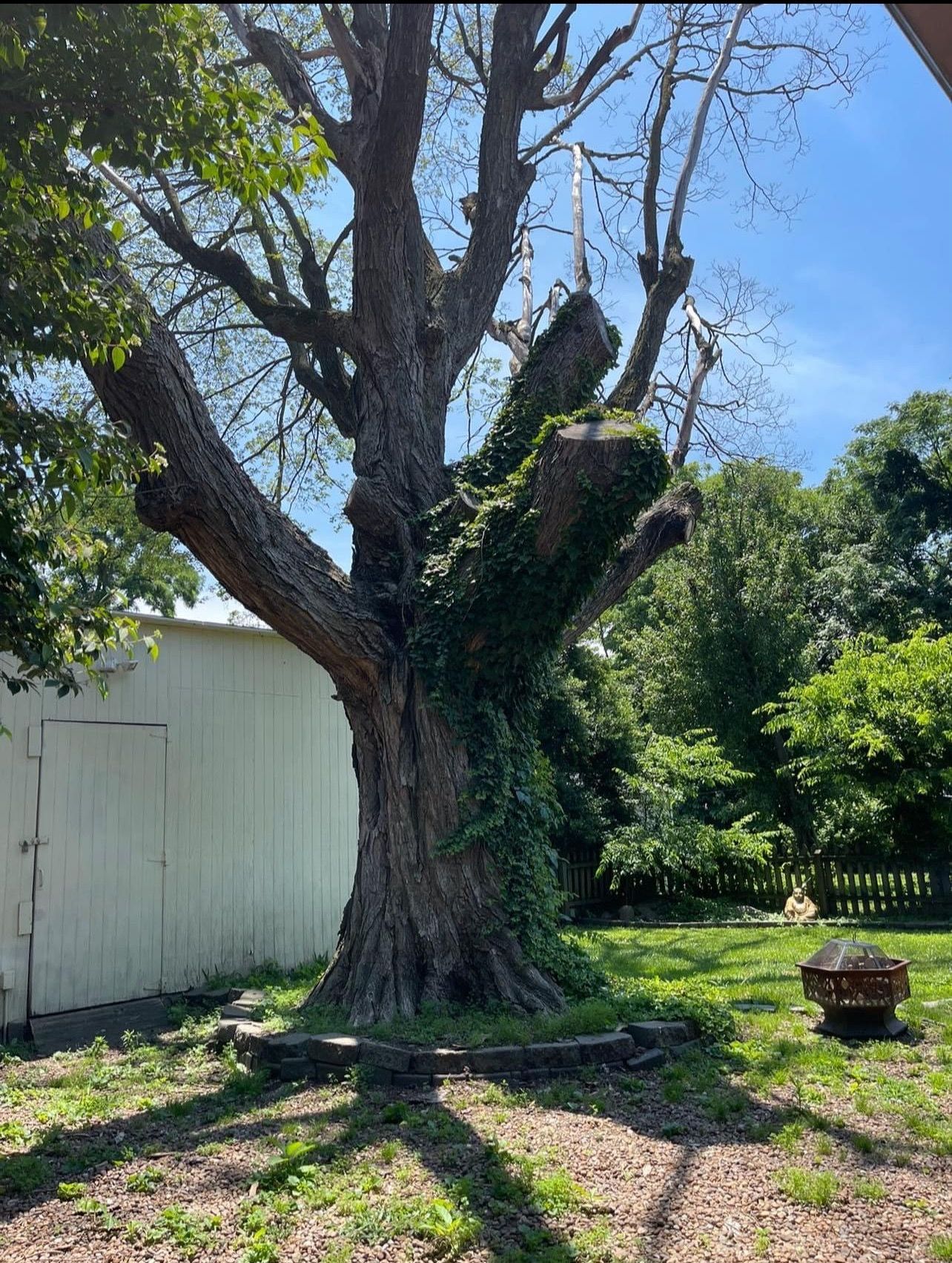 A large tree in a yard with a white building in the background.
