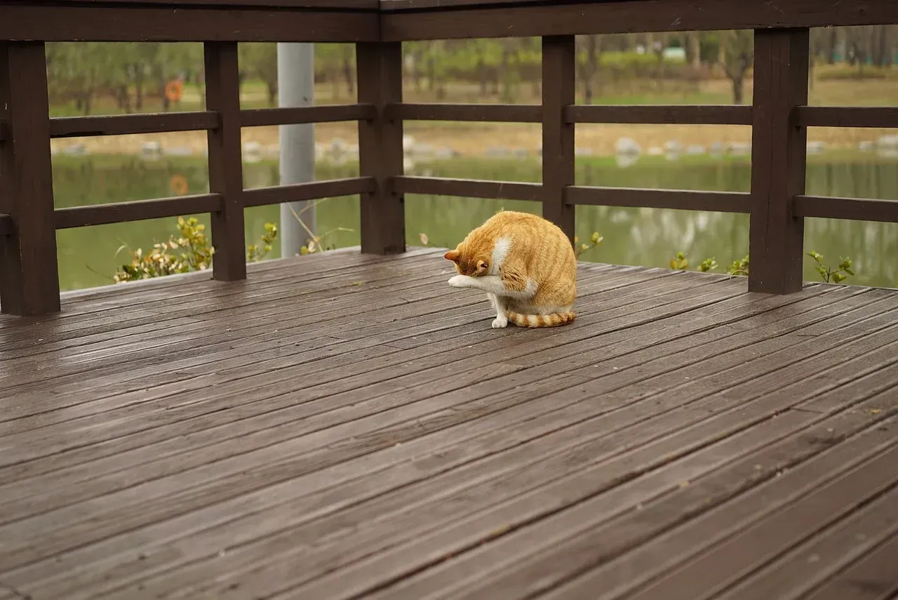 An orange and white cat is sitting on a wooden deck.