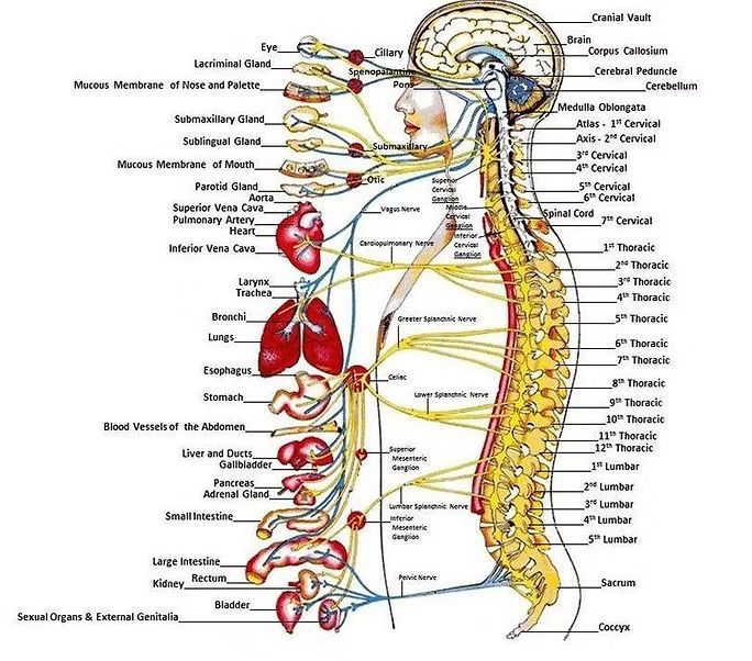 Diagram of the human nervous system; showing brain, spinal cord, and nerve pathways to organs.