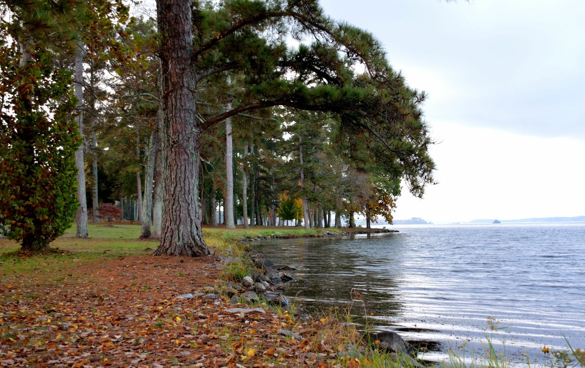 A tree stands on the shore of a lake surrounded by trees.