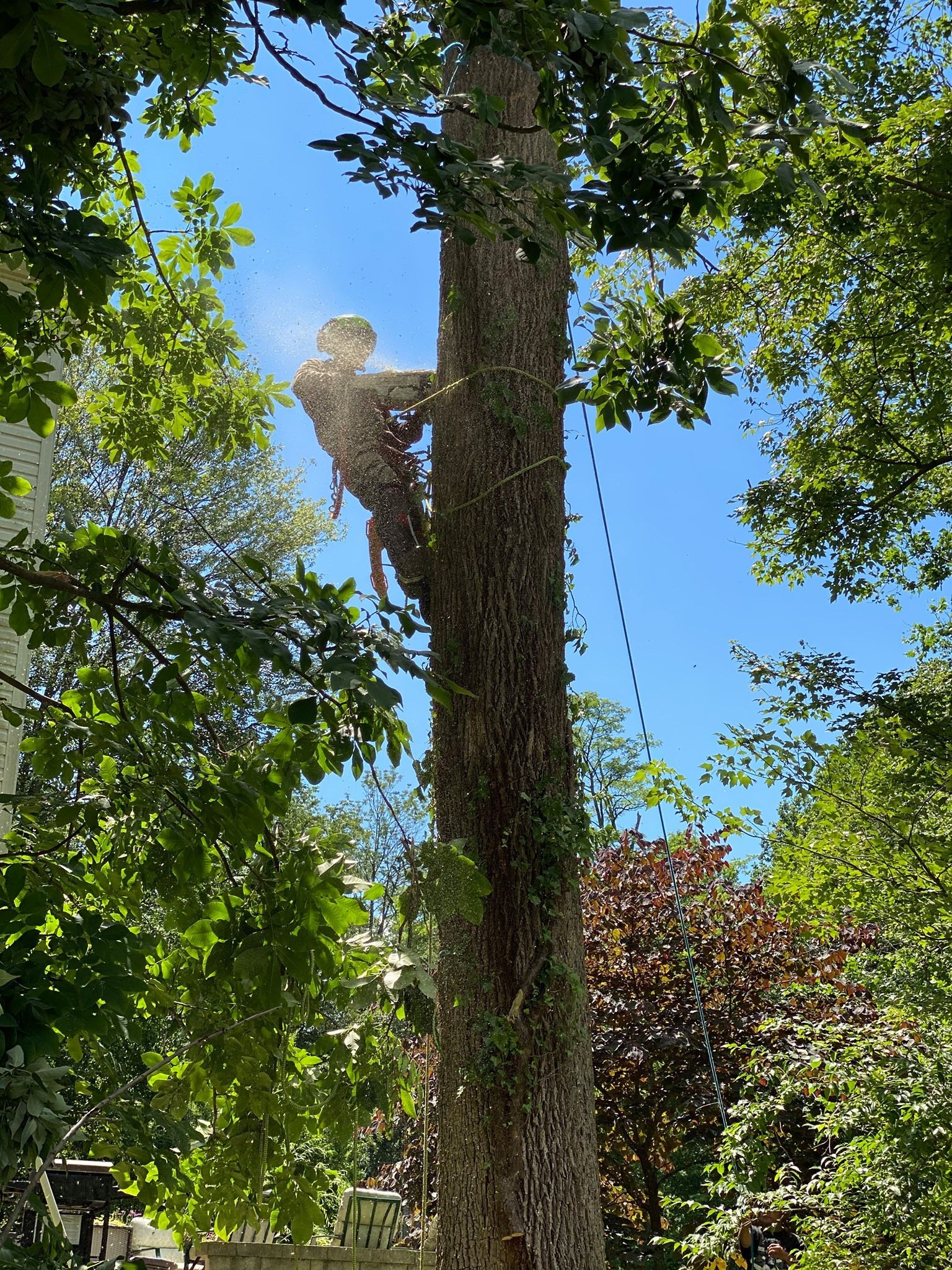 Arborist using a chainsaw on a tall tree, blue sky background.