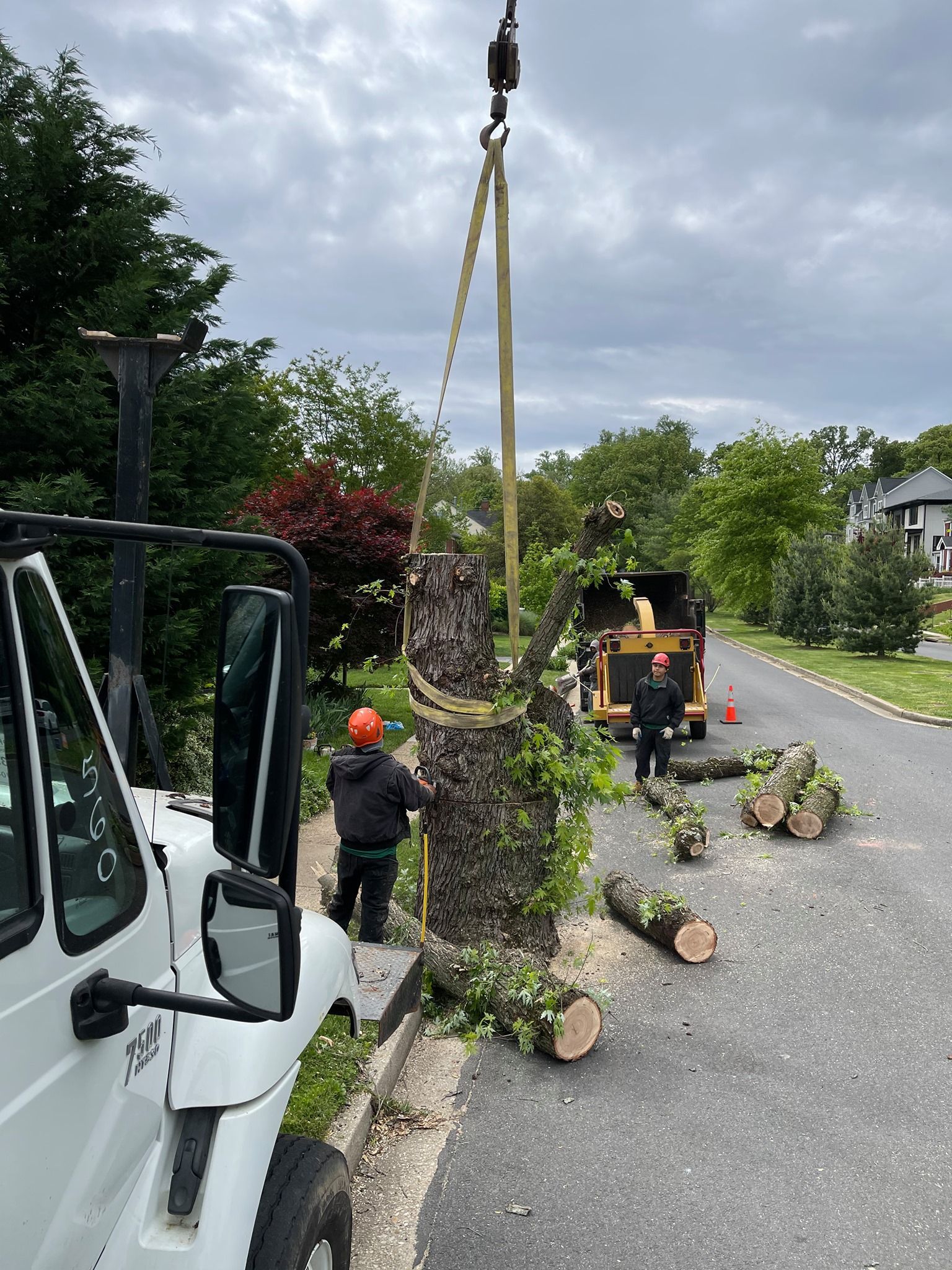 Tree removal using crane on a street; two workers in safety gear; logs and debris on the pavement; cloudy day.