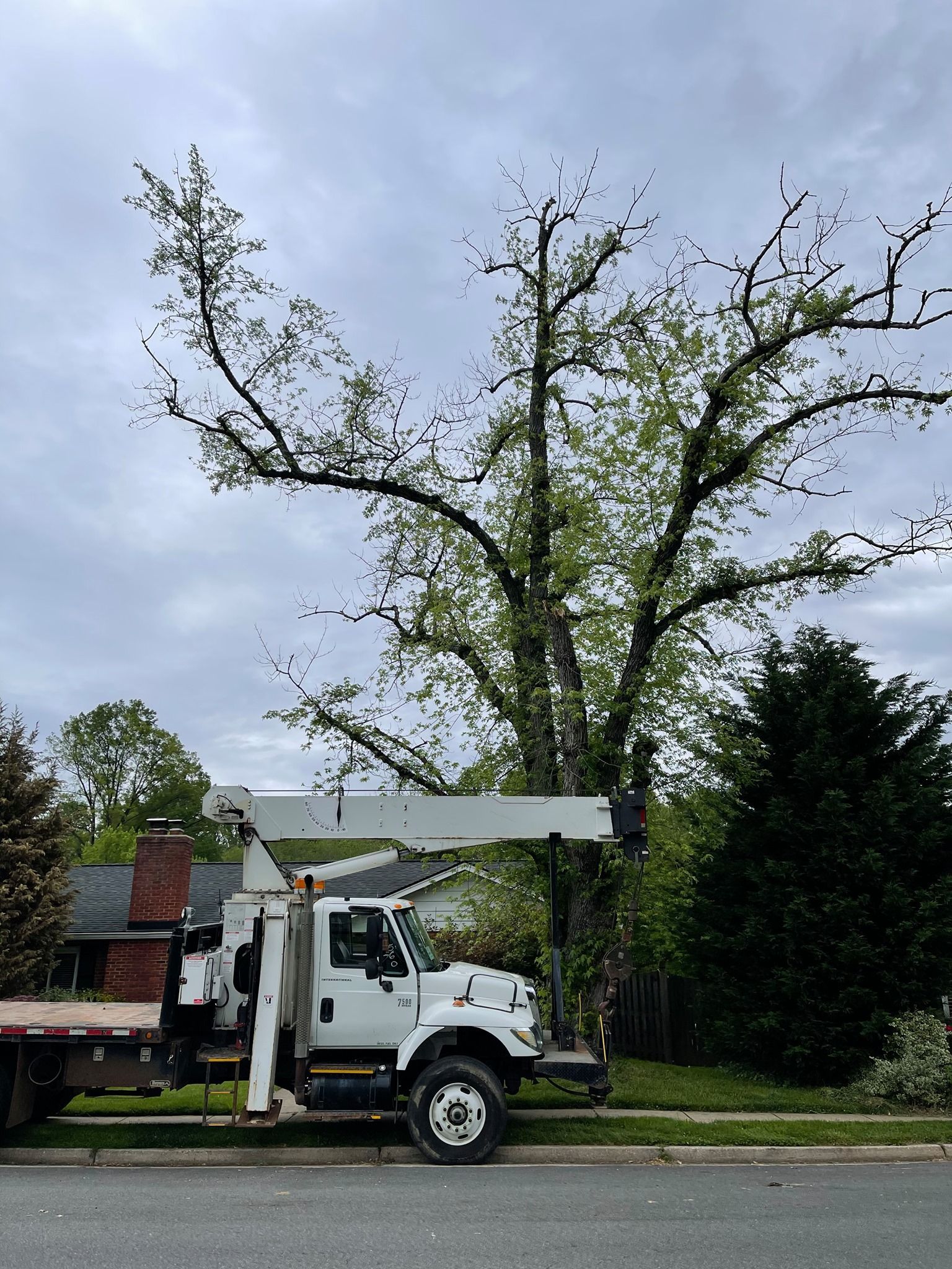 A white tree service truck parked on a street near a tree with the boom extended upward.